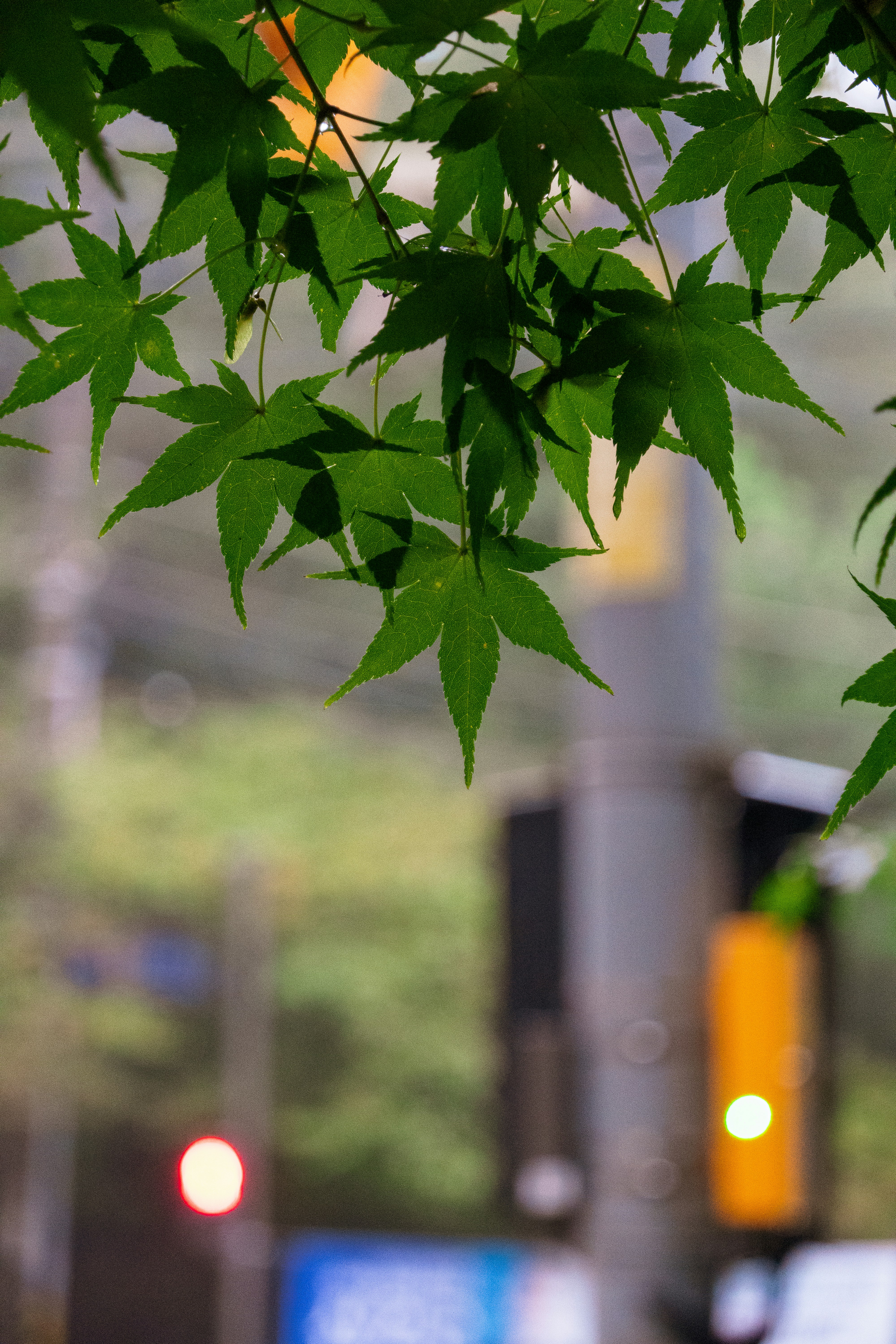 ぼんやりとした都市の背景に鮮やかな緑のカエデの葉が広がっています。