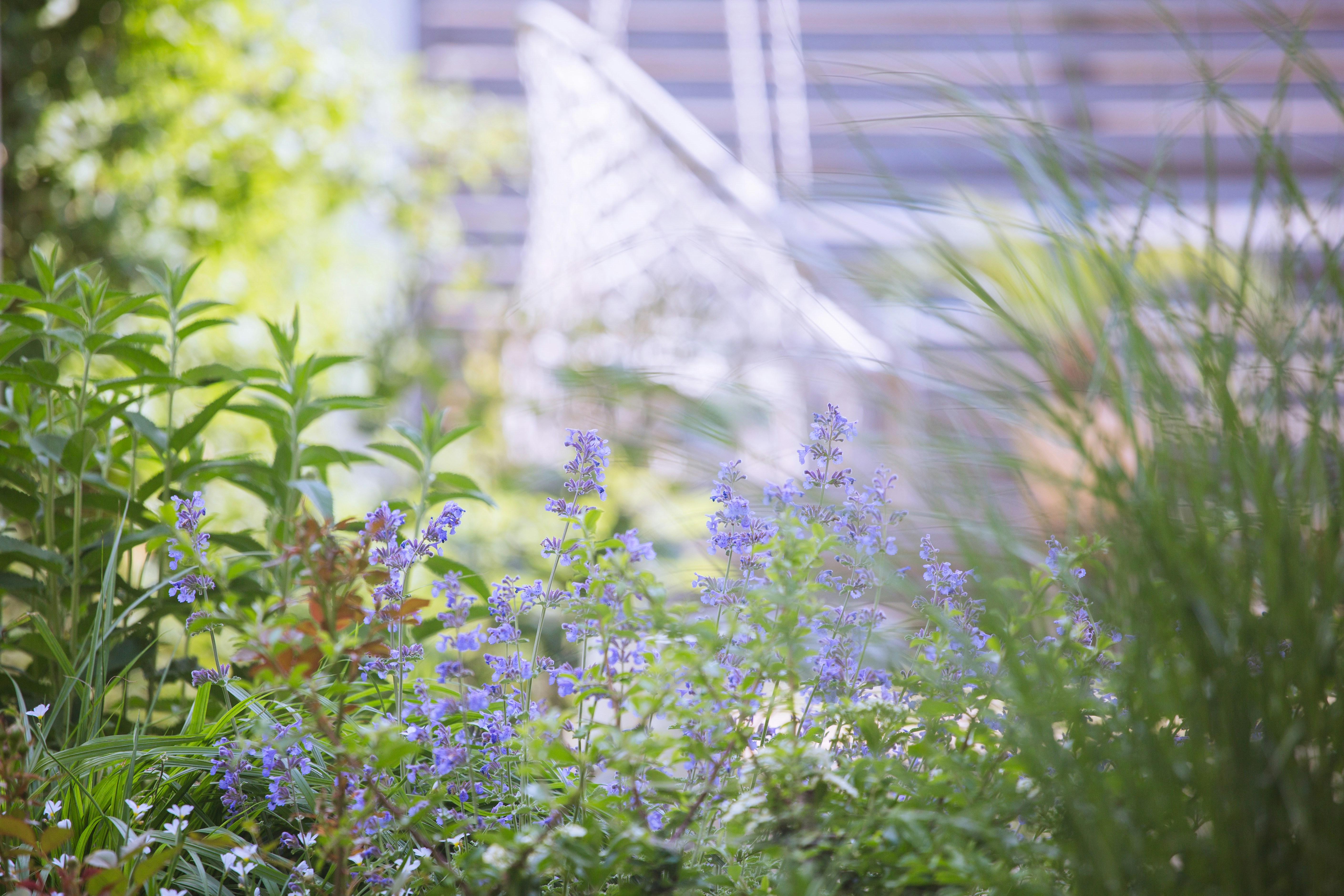 Green plants and purple flowers with a blurred background