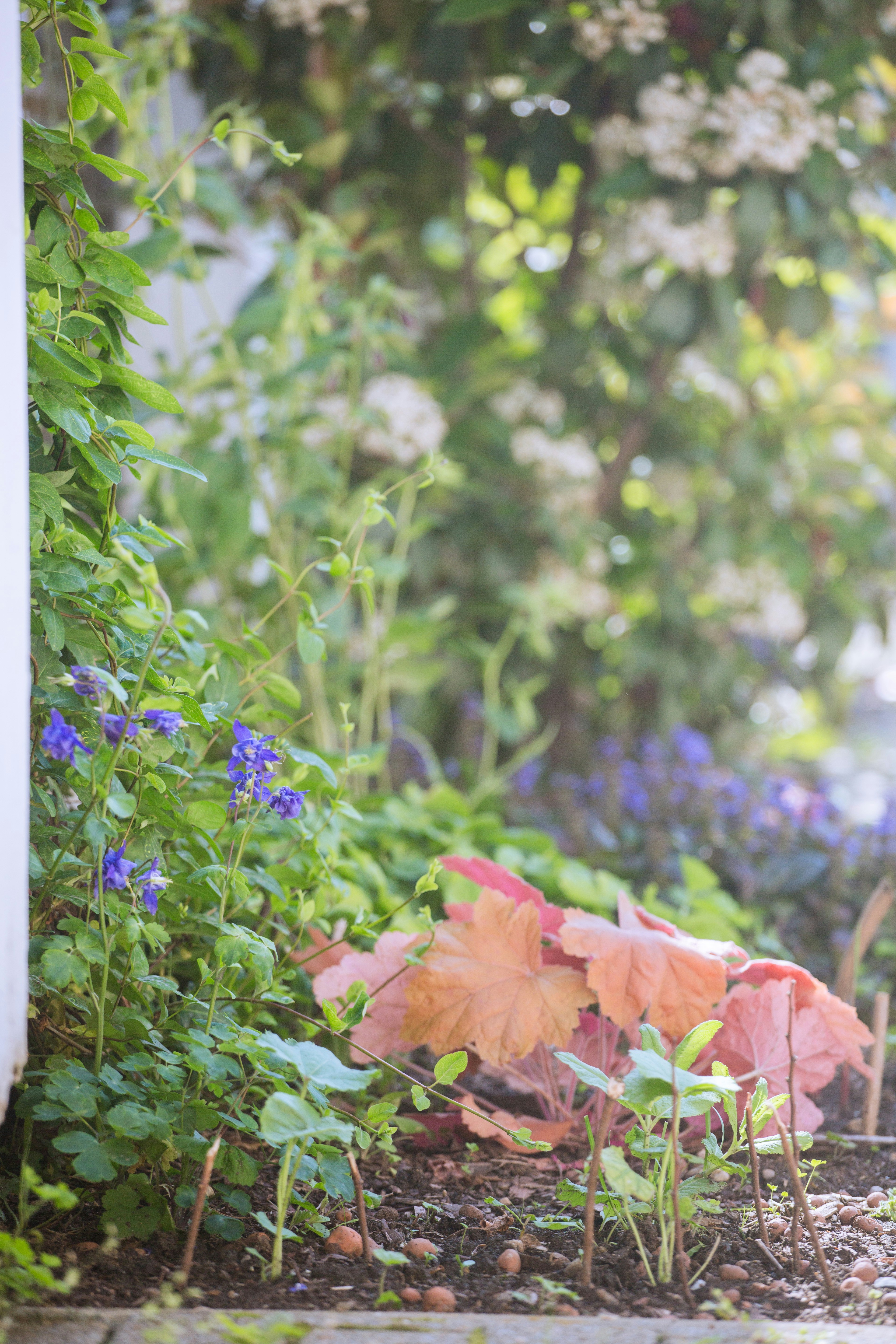 A lush garden with purple flowers and reddish-orange leaves