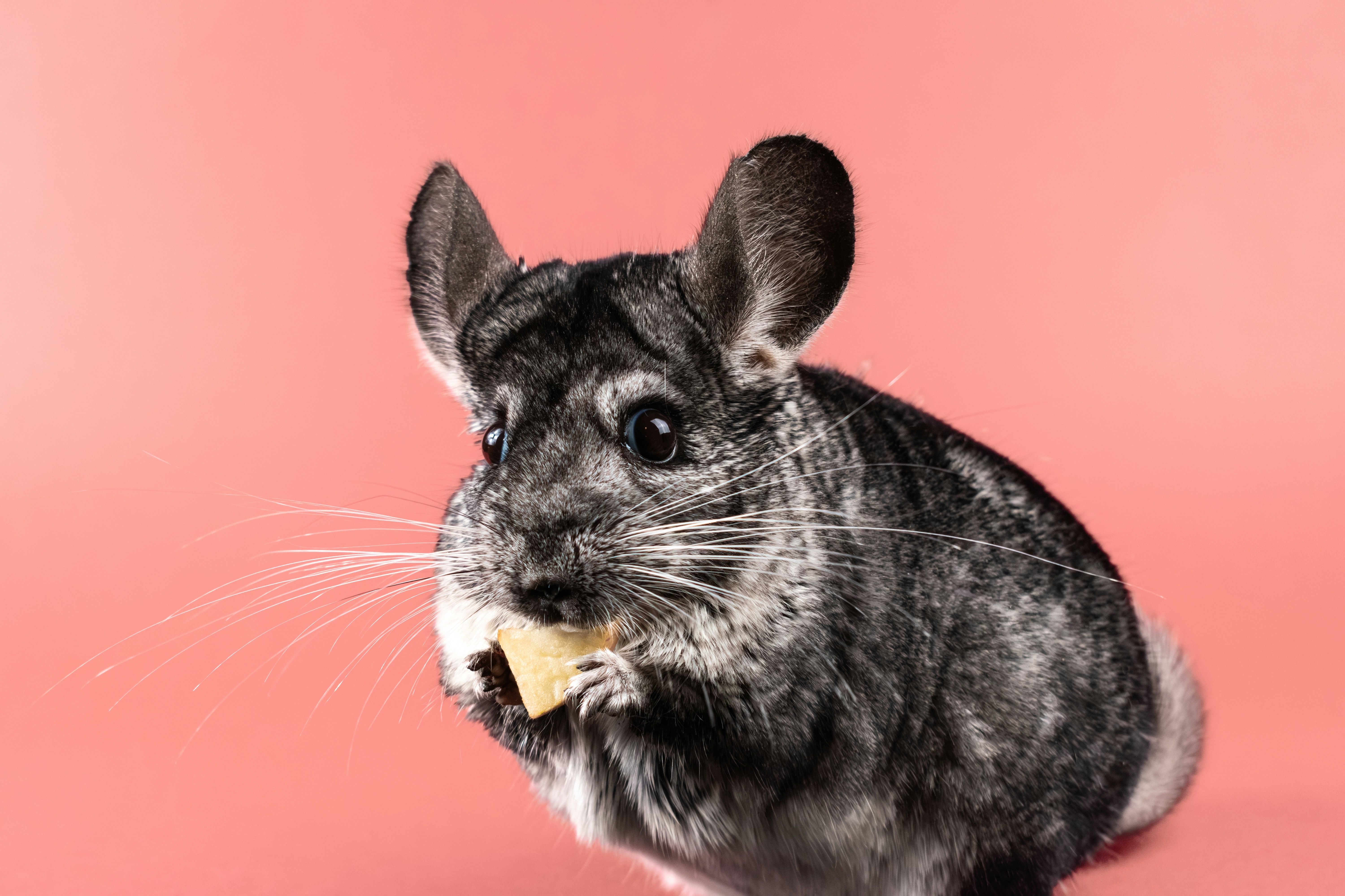 Train Chinchilla to Use Litter Box: Easy Guide