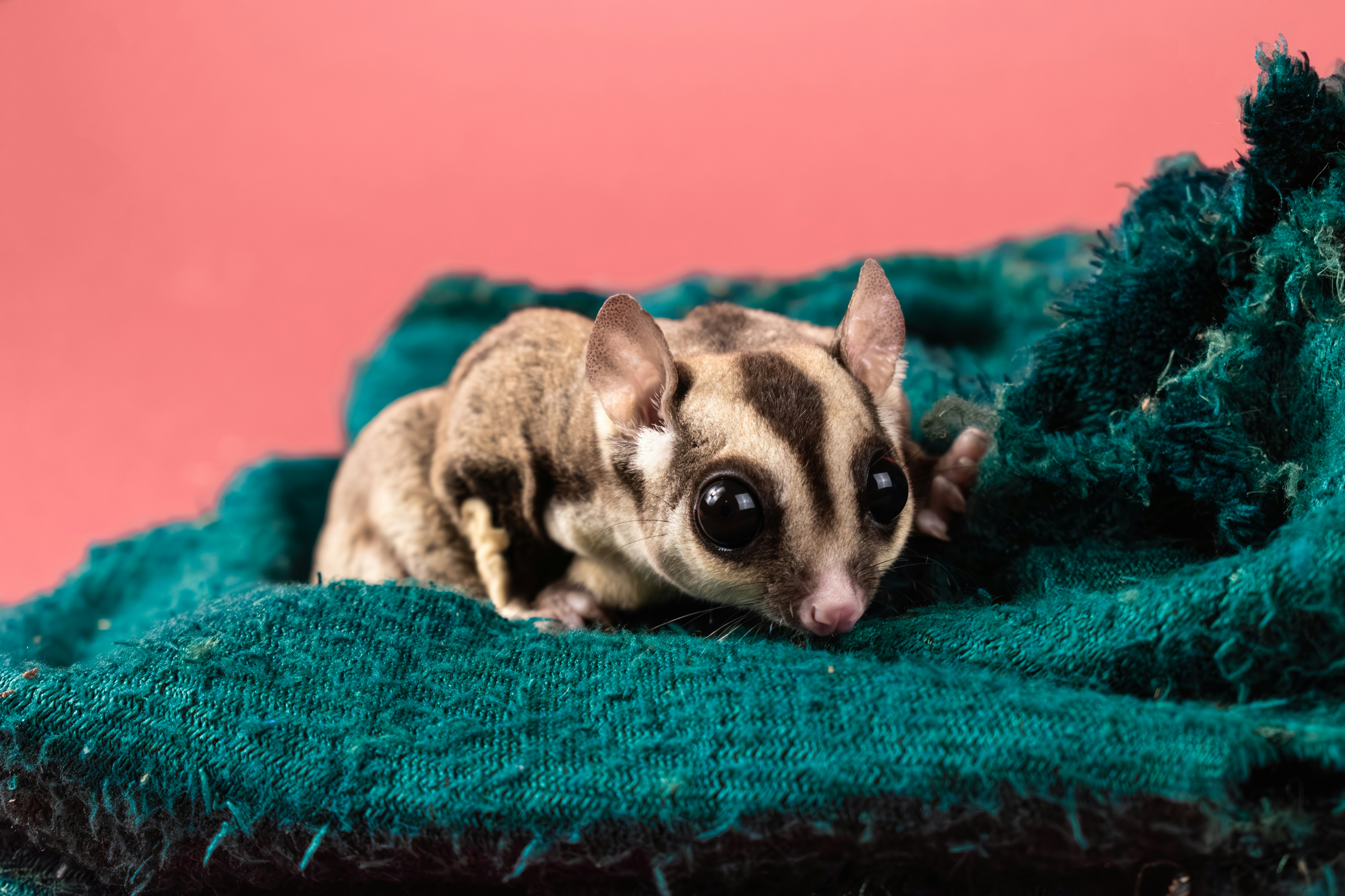 The Complete Guide to Rebuilding Trust After Sugar Glider Biting