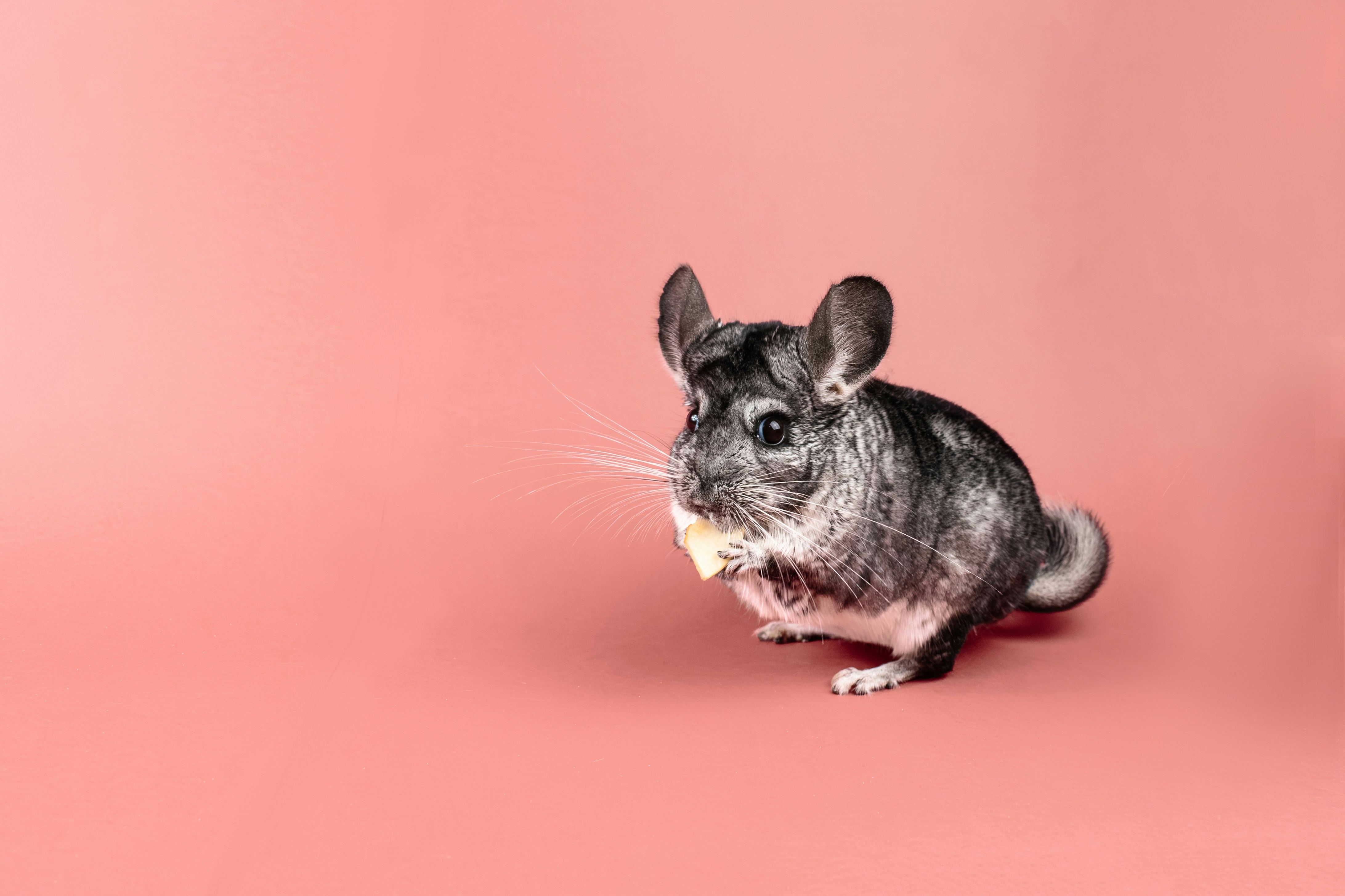 Train Chinchilla to Use Litter Box: Easy Guide