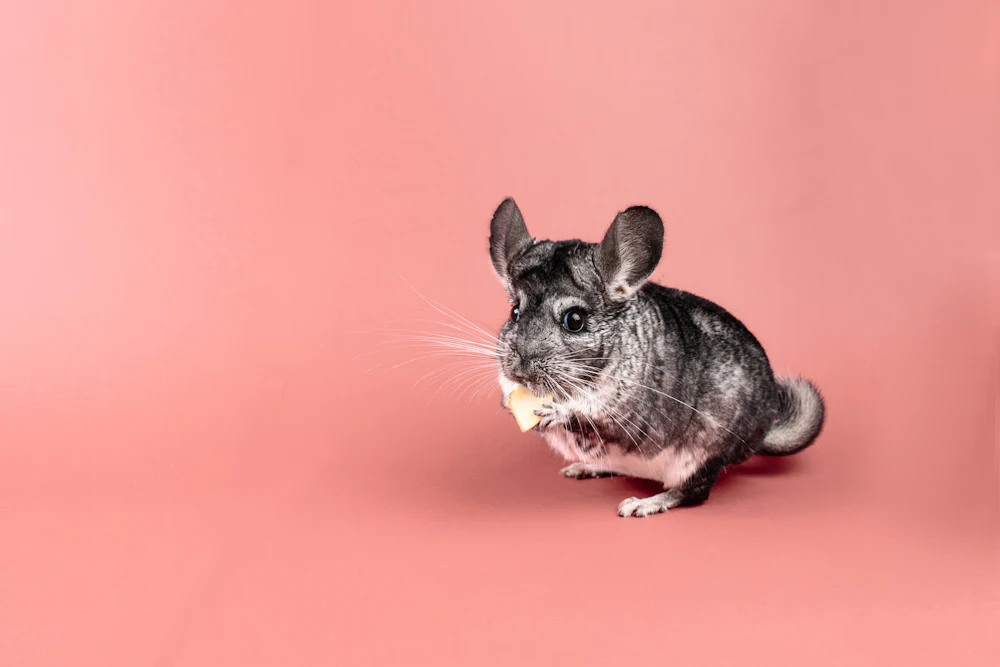 Chinchilla comiendo