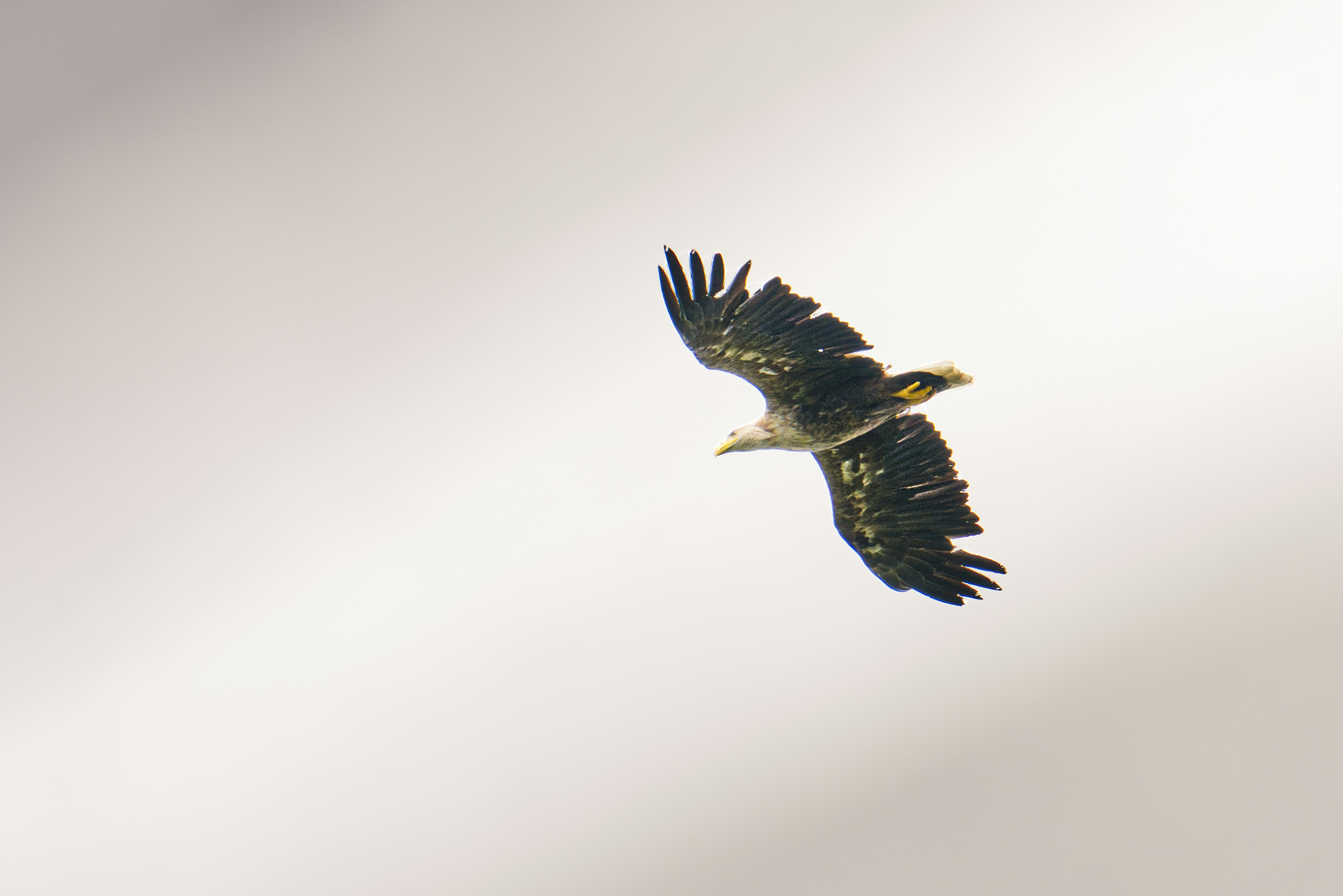A majestic eagle soaring high in a cloudy sky.