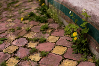 Red and yellow paving stones with weeds and yellow flowers.