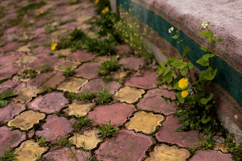 Red and yellow paving stones with weeds and yellow flowers.