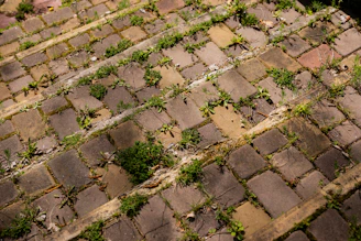 Weathered brick steps covered with green weeds.