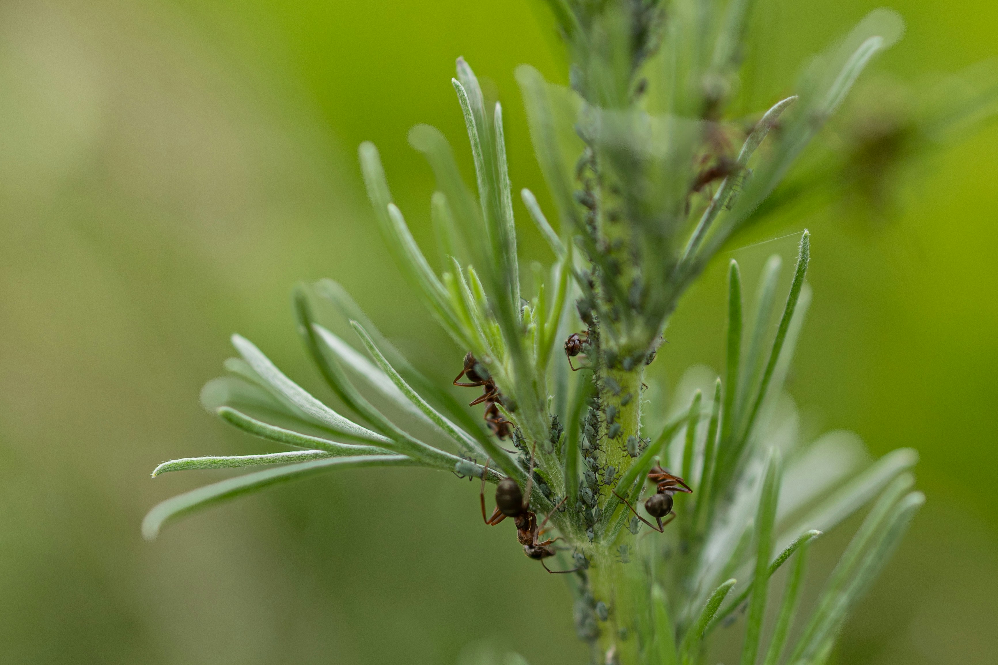 Ants and aphids crawling on a green plant stem.