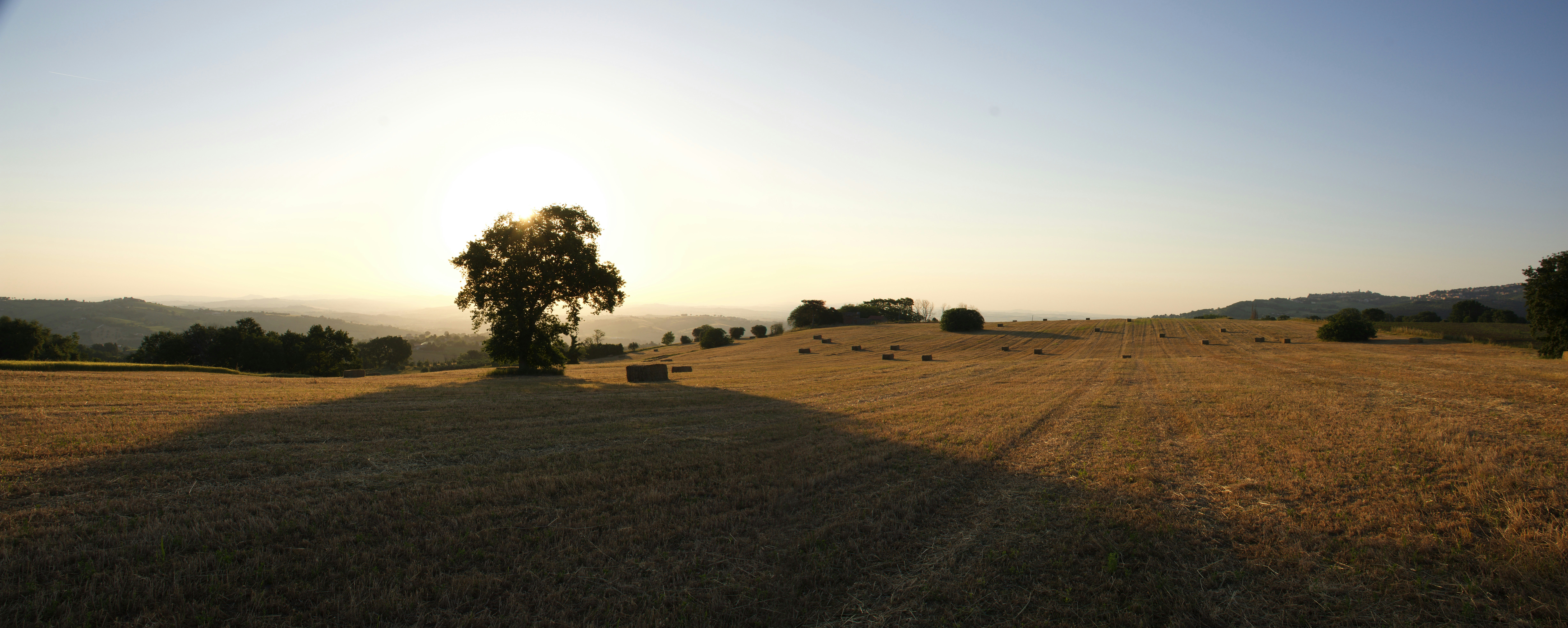 Champ doré avec un arbre et des bottes de foin au coucher du soleil.