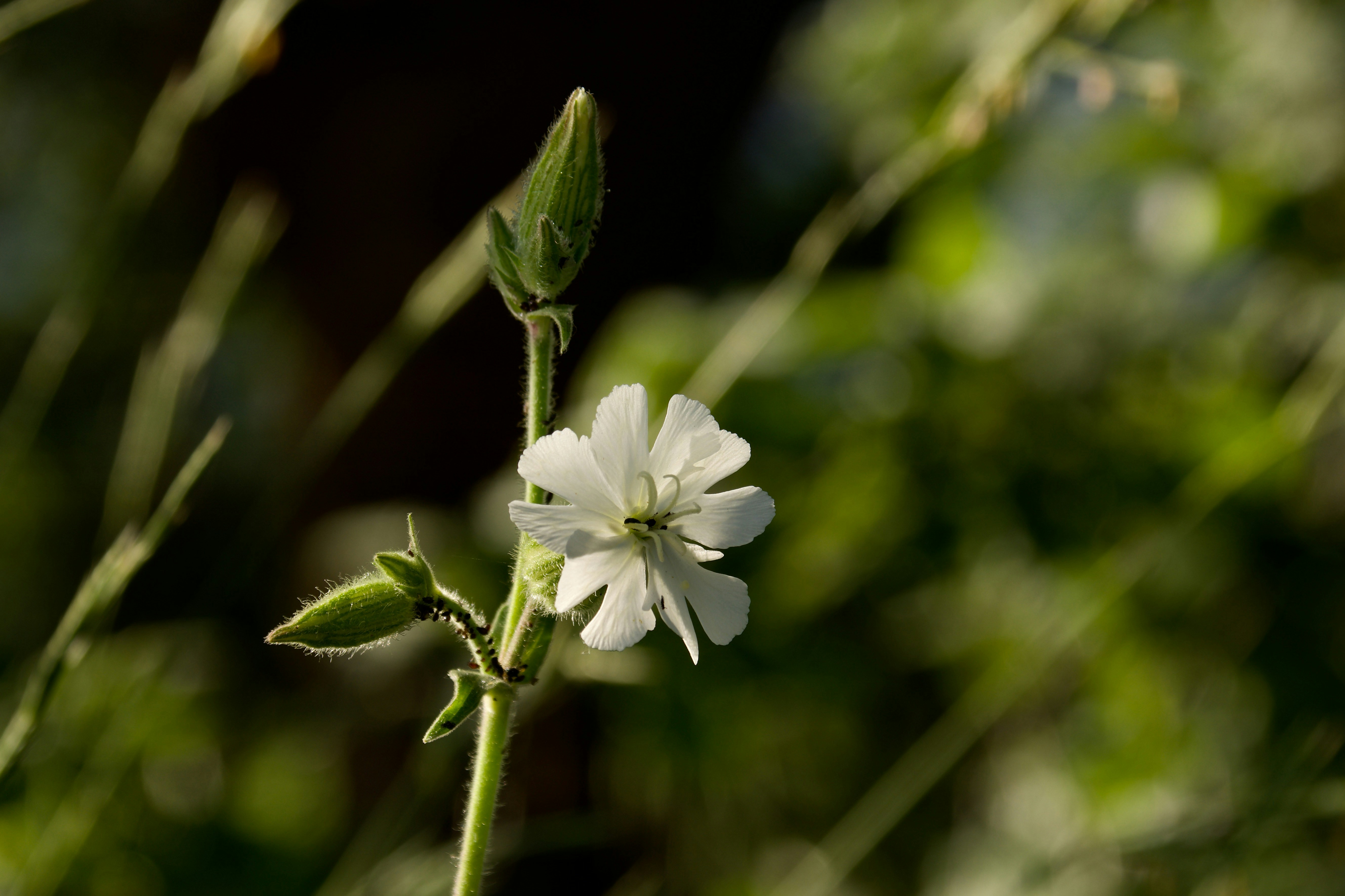 Une délicate fleur blanche avec des bourgeons sur une tige verte.