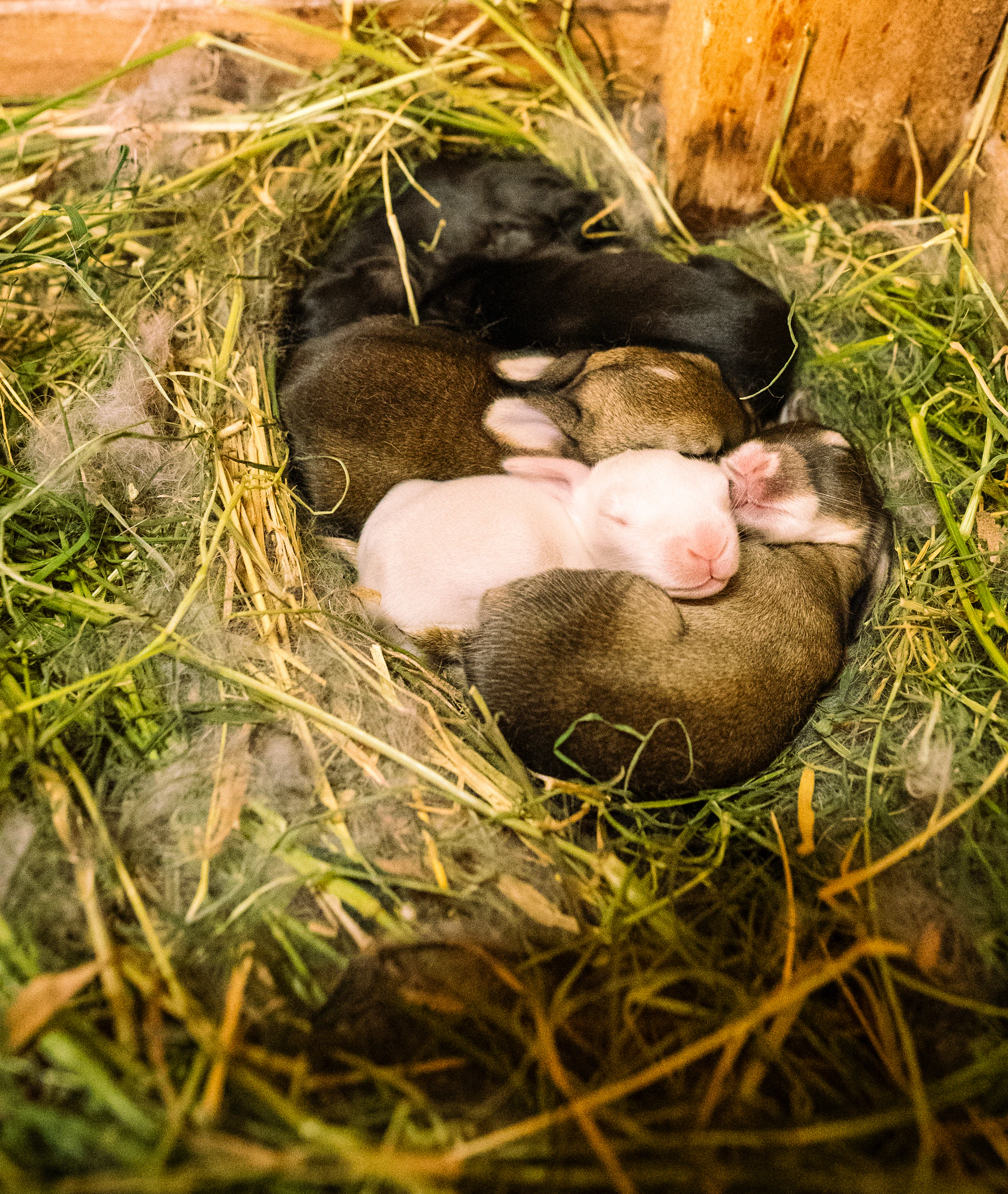 Newborn rabbits of various colors sleeping in a hay nest.