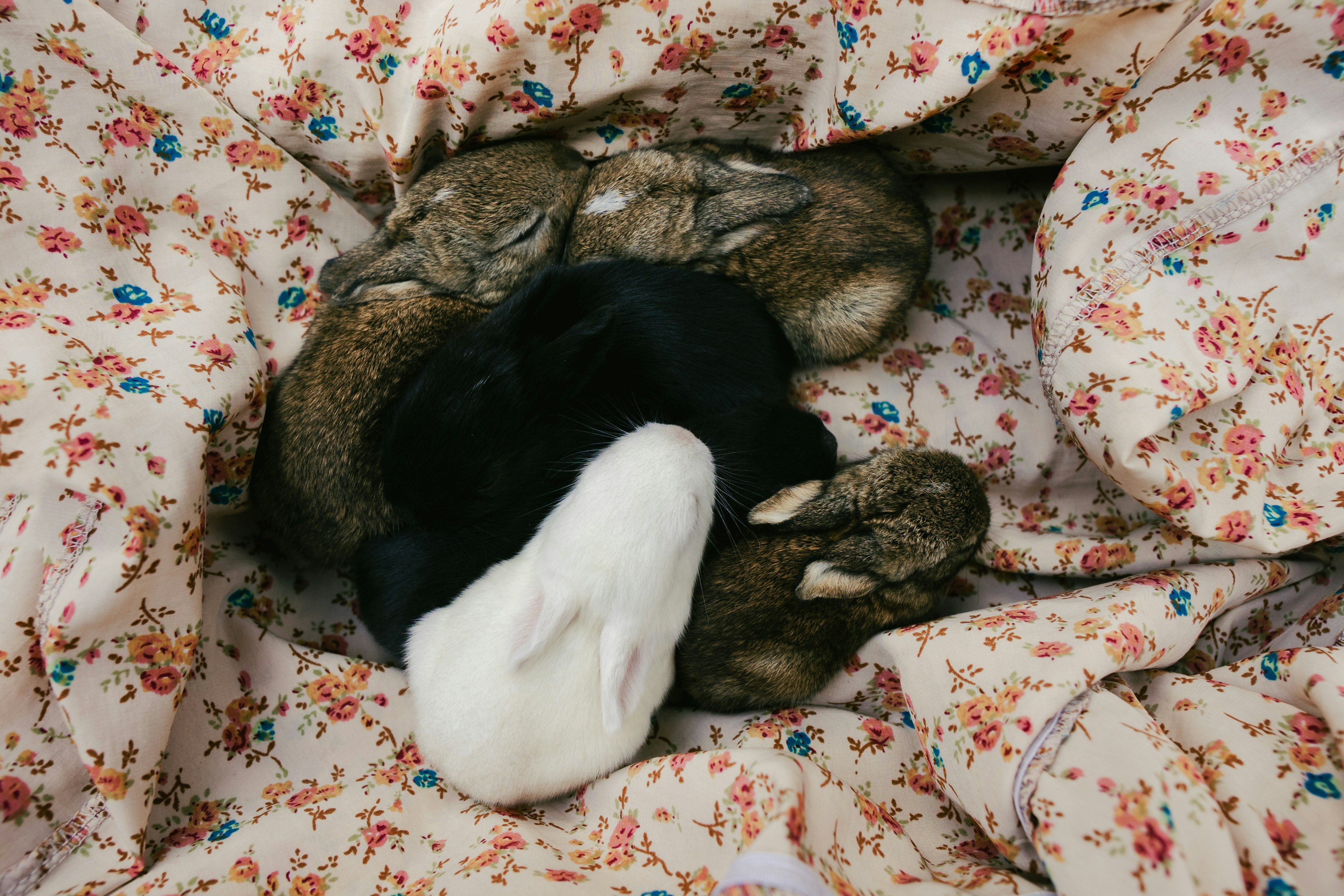 Baby rabbits sleeping together on a floral blanket