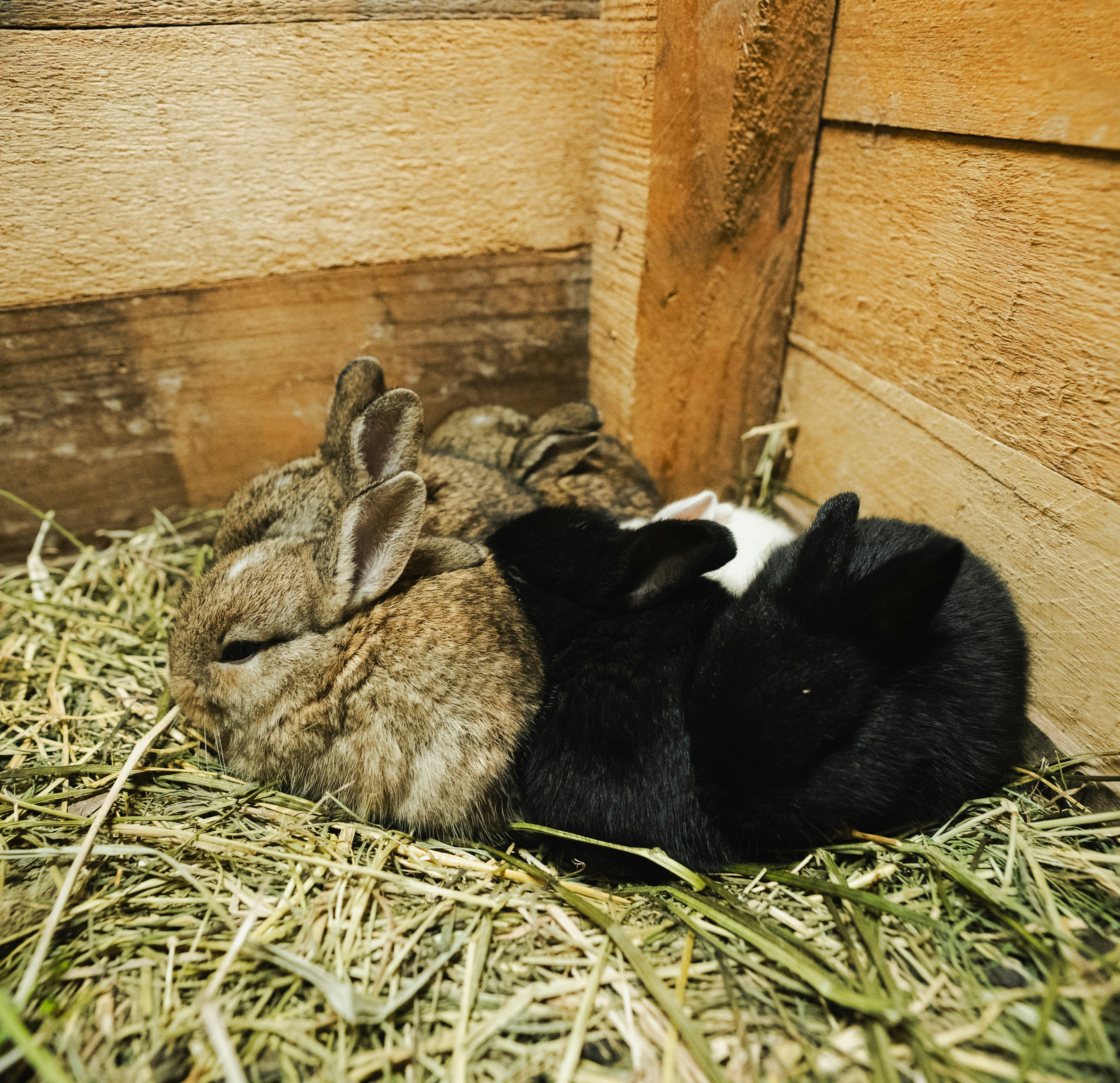 Several small rabbits huddle on hay inside a wooden corner