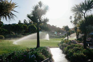 Sunny garden with sprinklers watering grass and palm trees.