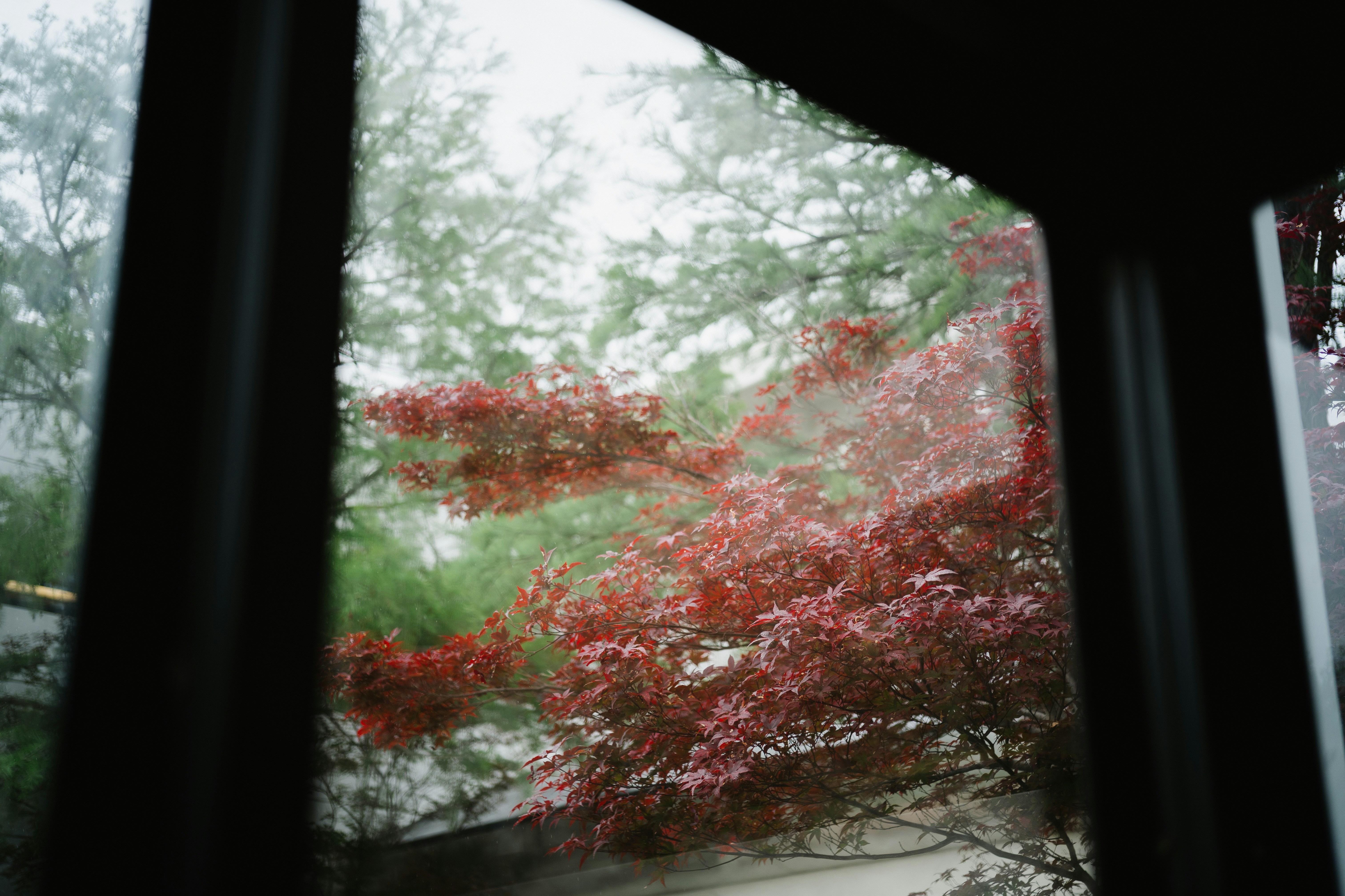 Red and green trees viewed through a window.
