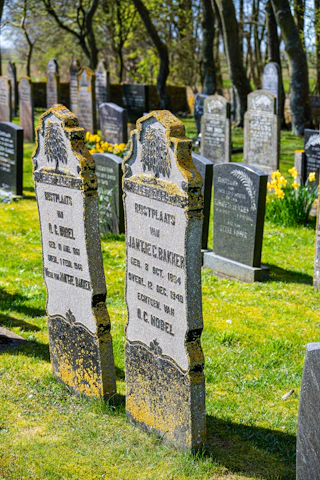 Weathered gravestones in a peaceful cemetery with blooming daffodils.