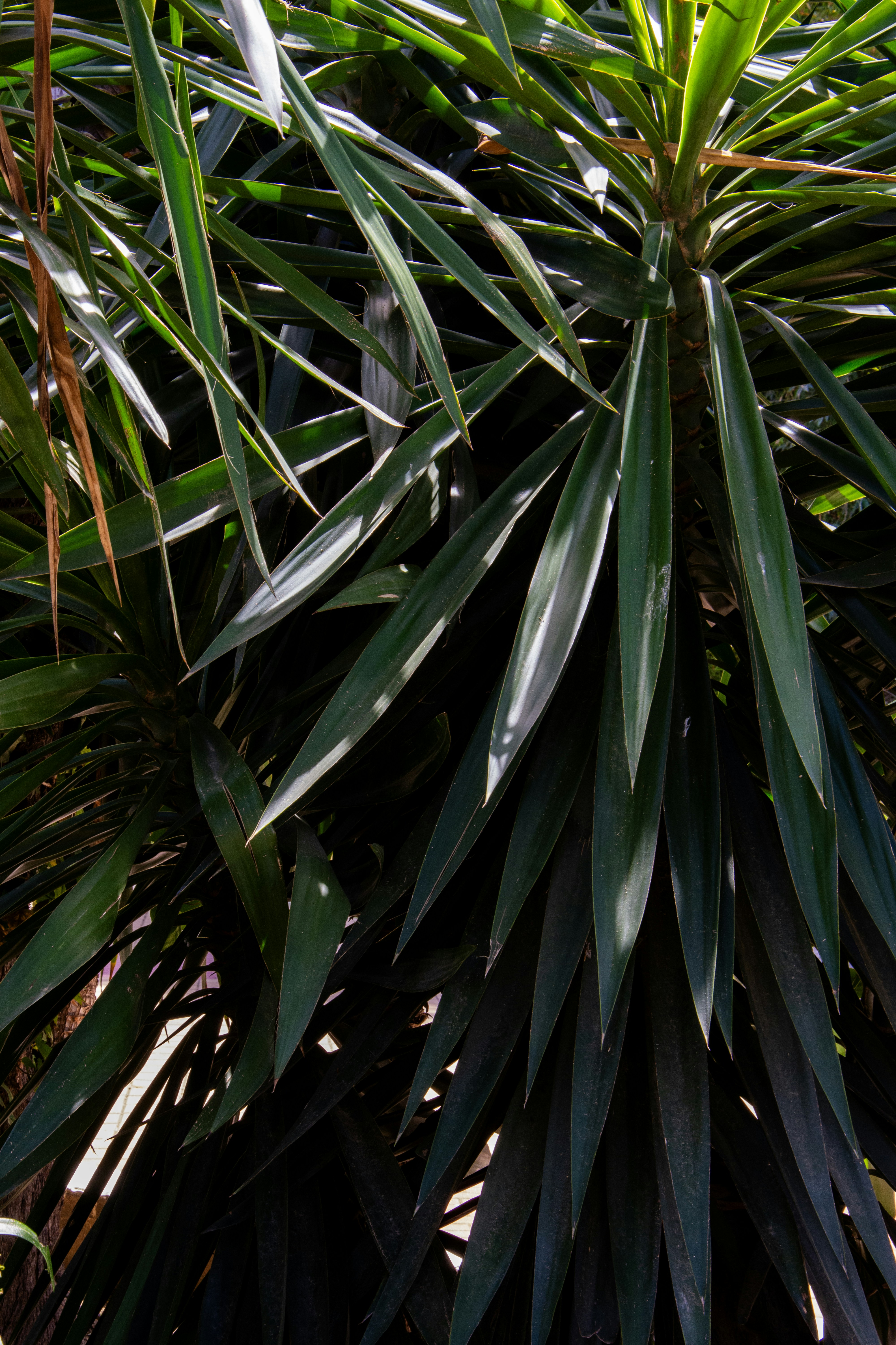 Stachelgrne Pflanze mit langen, spitzen Blttern. Foto  Kostenloses Bild  zum Thema Grn auf Unsplash