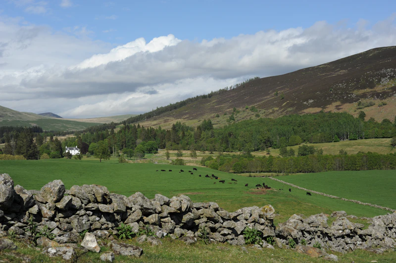 Traditional Scottish stone wall and rural scenery