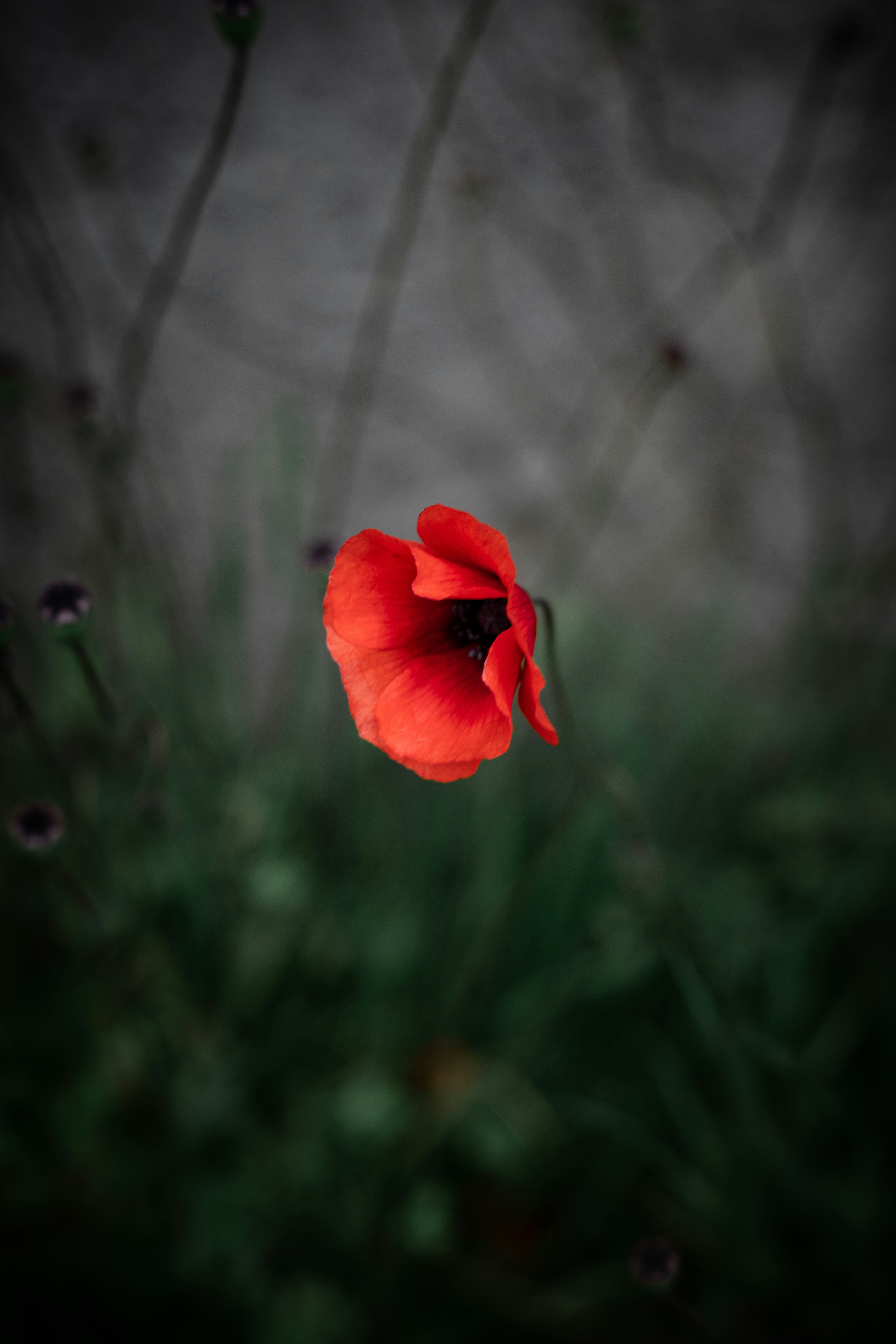 Photo by saman_zvrn
