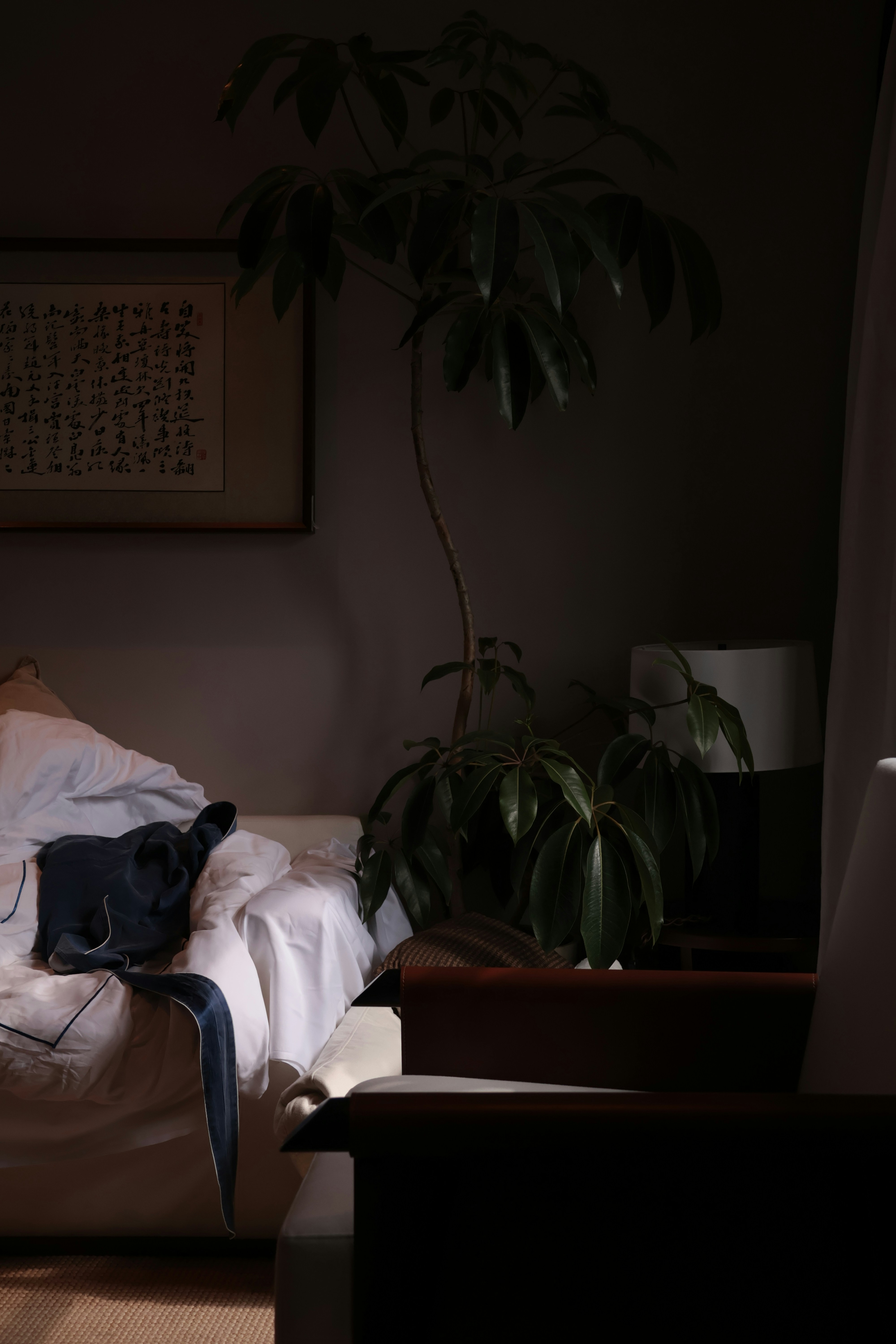 Dimly lit room with a large houseplant and cozy furniture.
