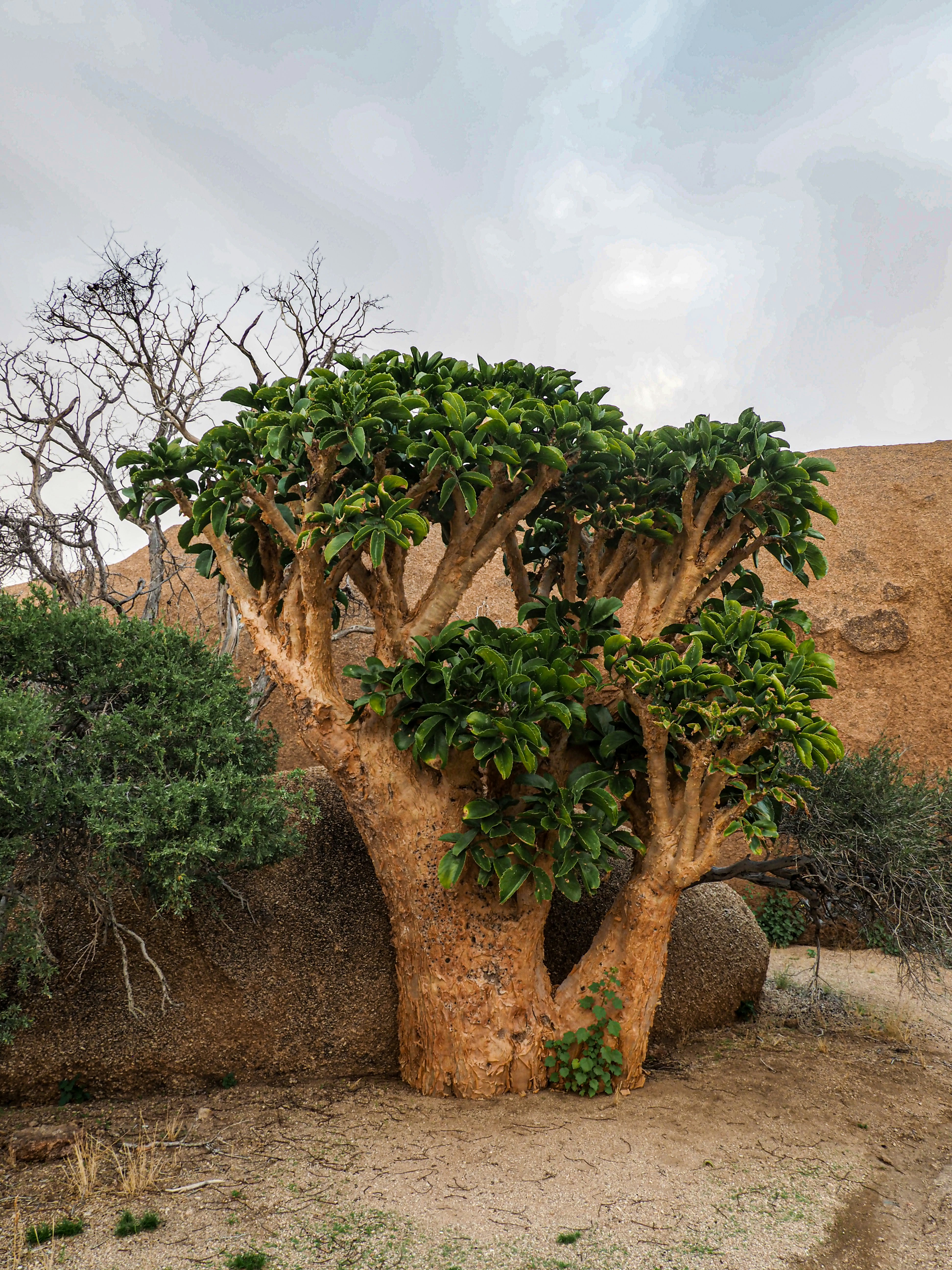 Unique desert tree with thick trunk and lush green leaves.