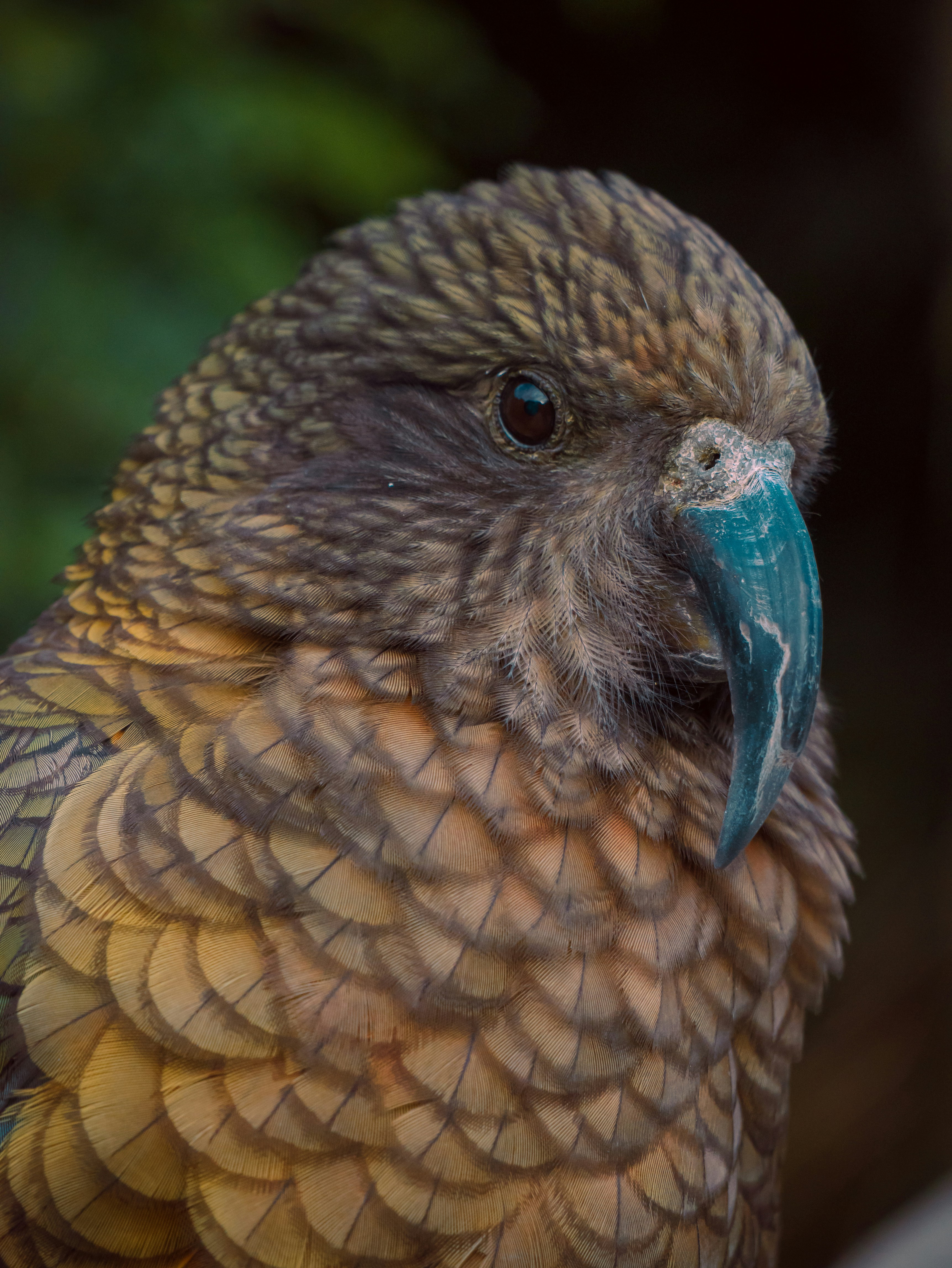 Burung beo kea coklat dan oranye dengan paruh biru.