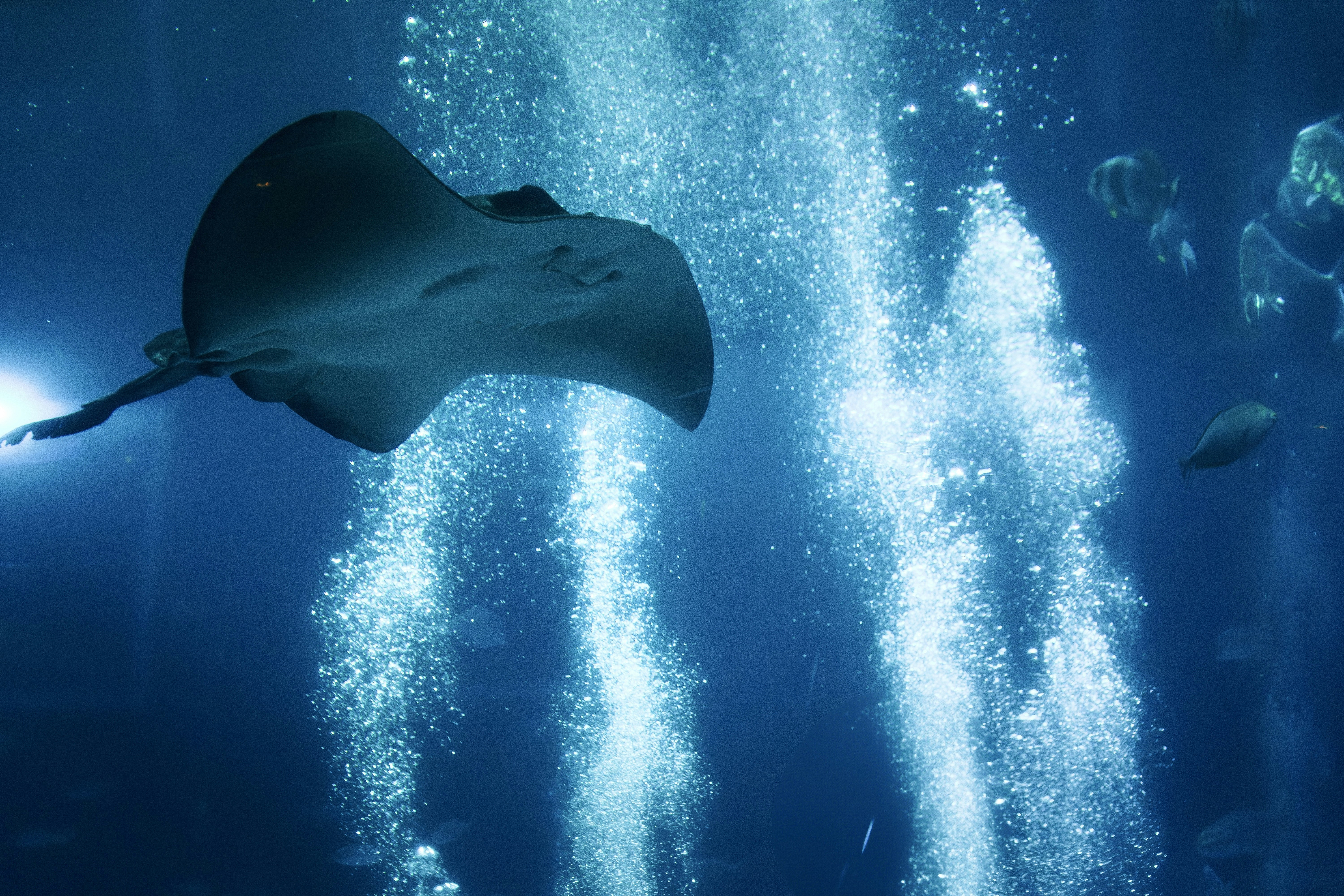 A stingray swims gracefully in blue water with rising bubbles