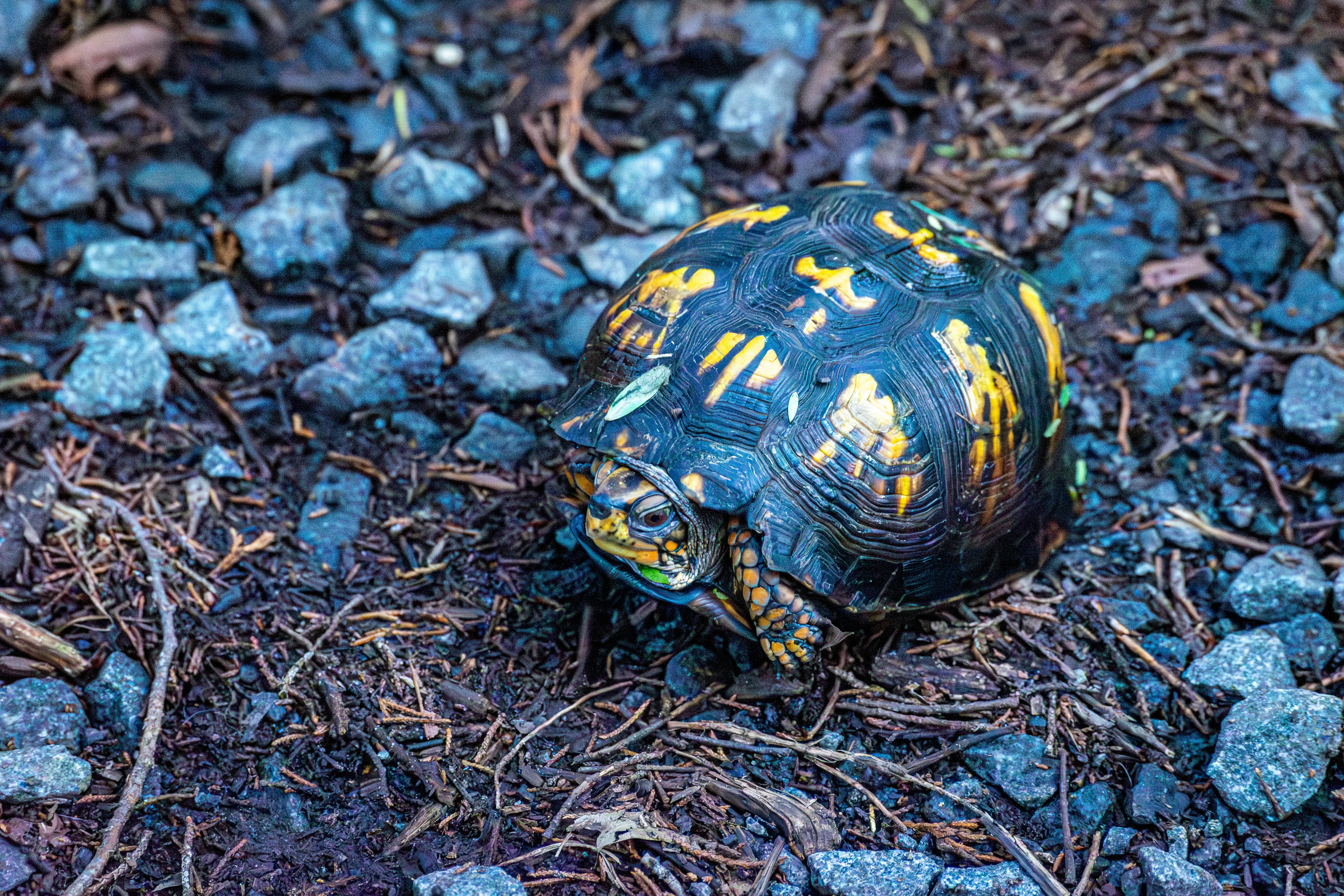 A turtle with a patterned shell on rocky ground