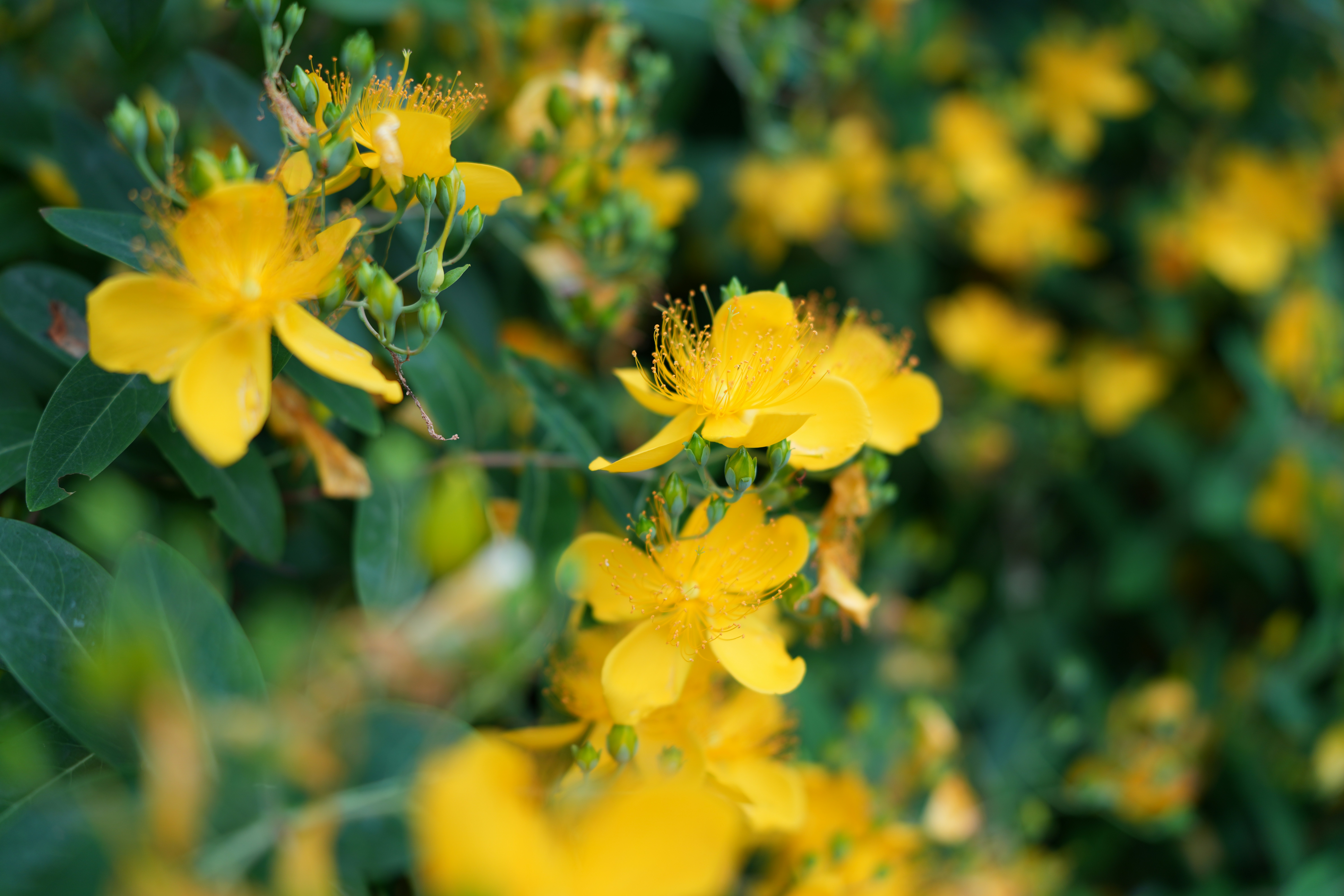 Yellow St. John's Wort flowers blooming in a sunny field