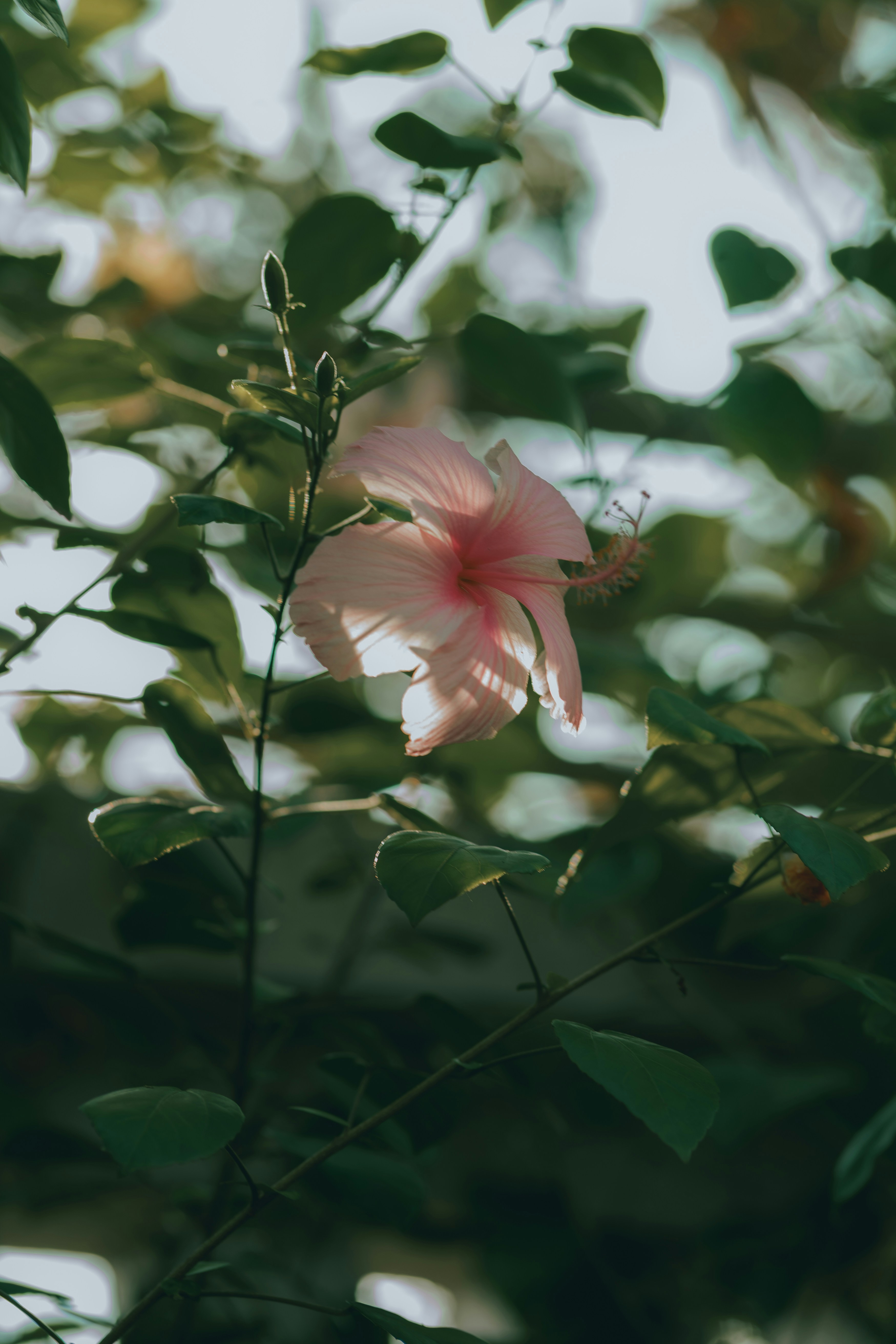 Sunlit pink hibiscus flower surrounded by dark green foliage