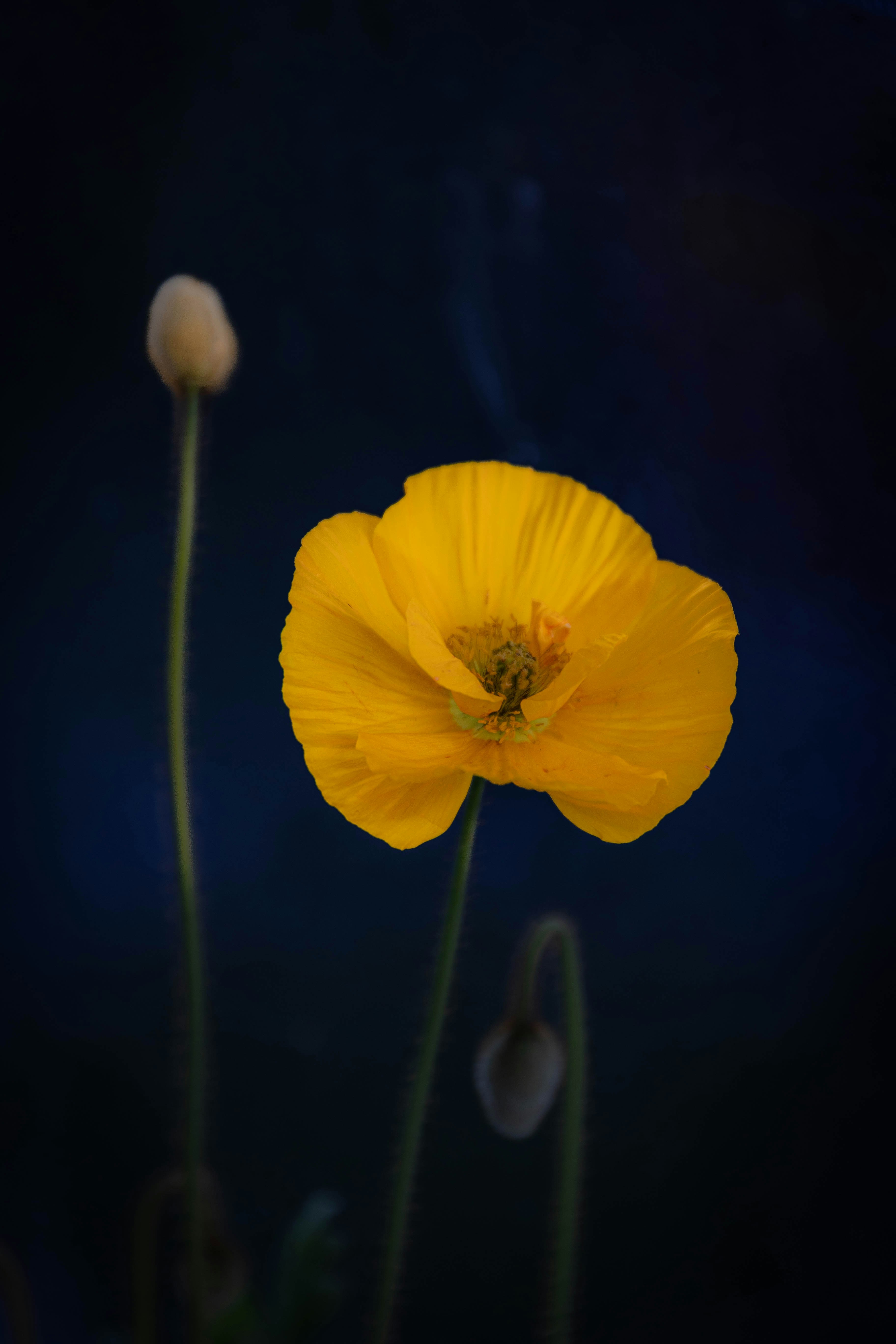 Photo by silentnature