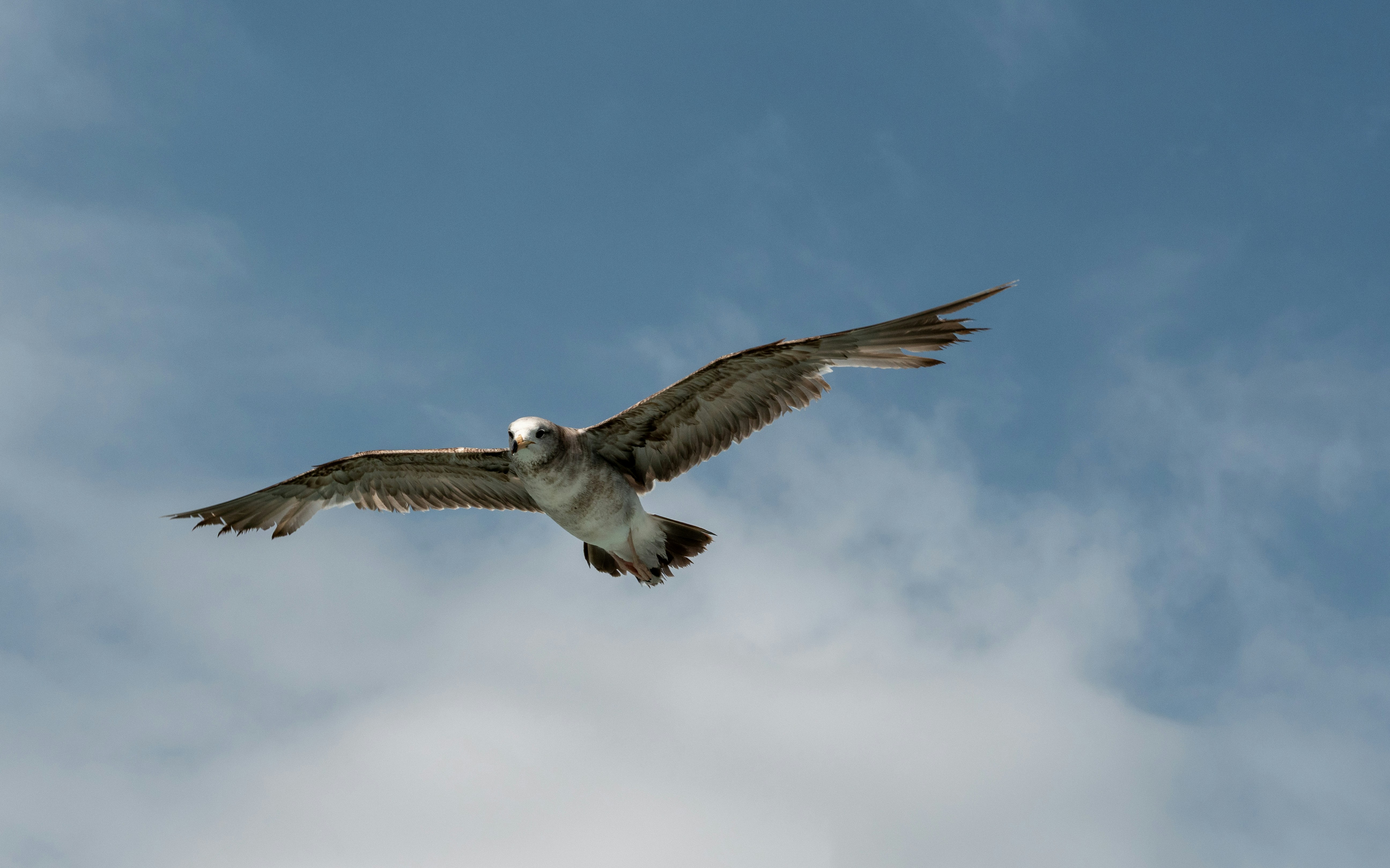 Un uccello che vola con le ali tese in un cielo azzurro.