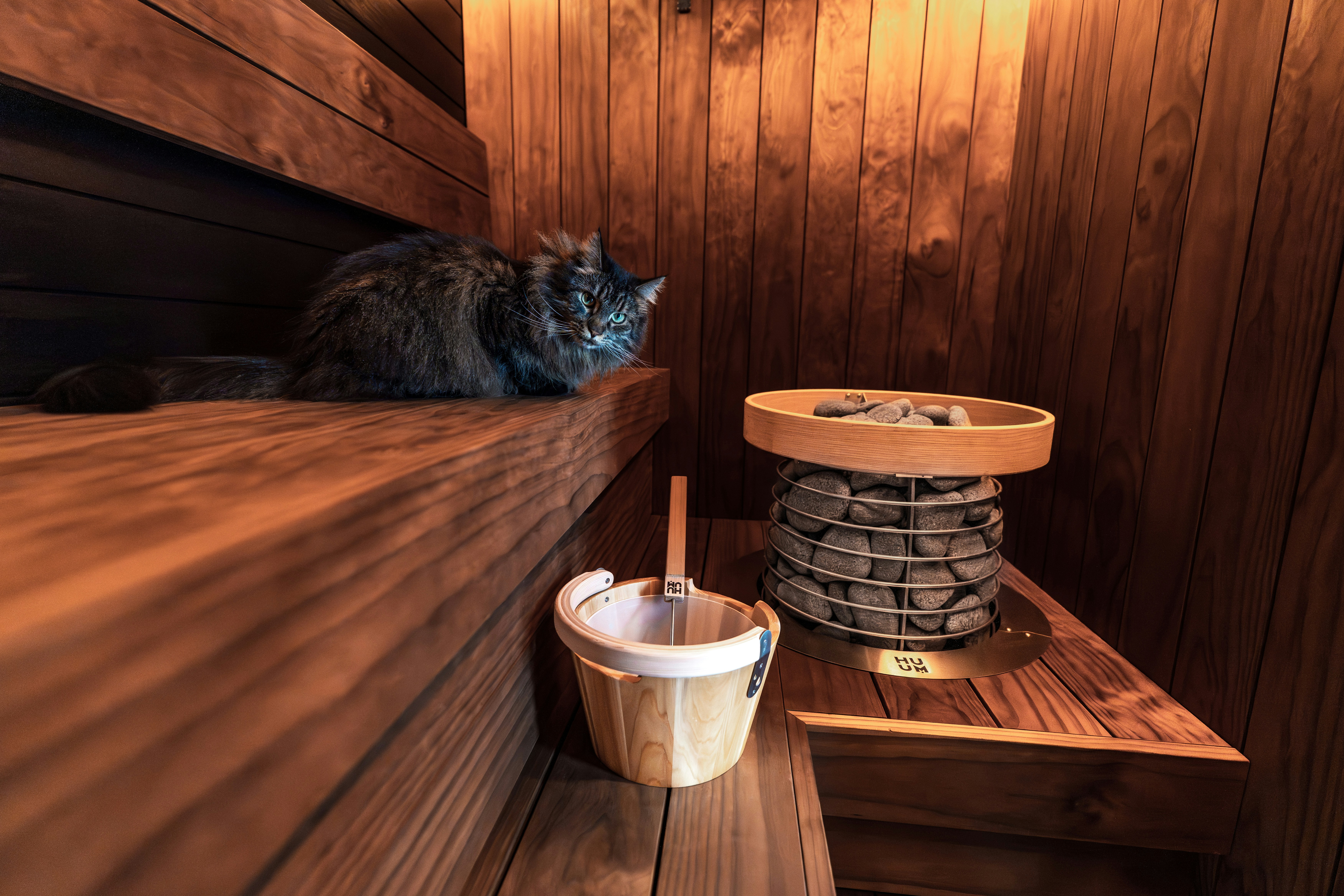 Un chat duveteux se détend sur un banc de sauna en bois.