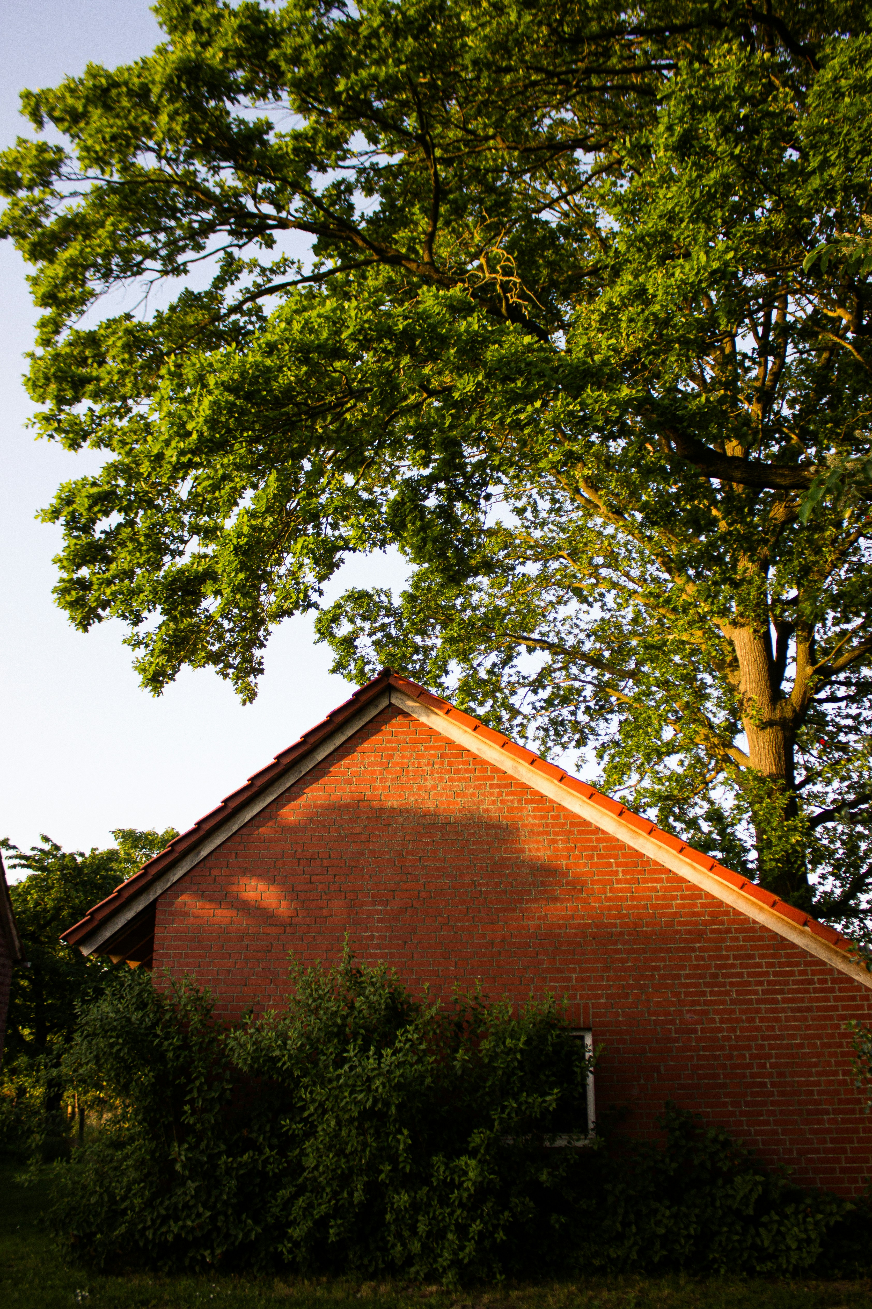 House sitting directly beneath the canopy of a large mature tree