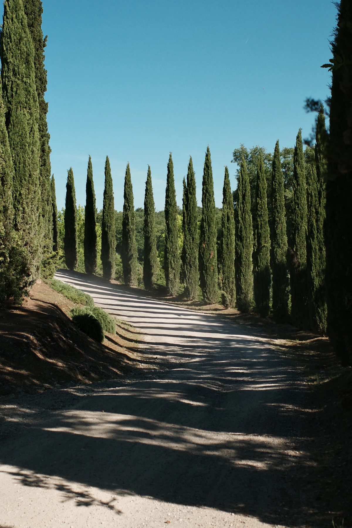 A white gravel road under a row of cypresses near Siena