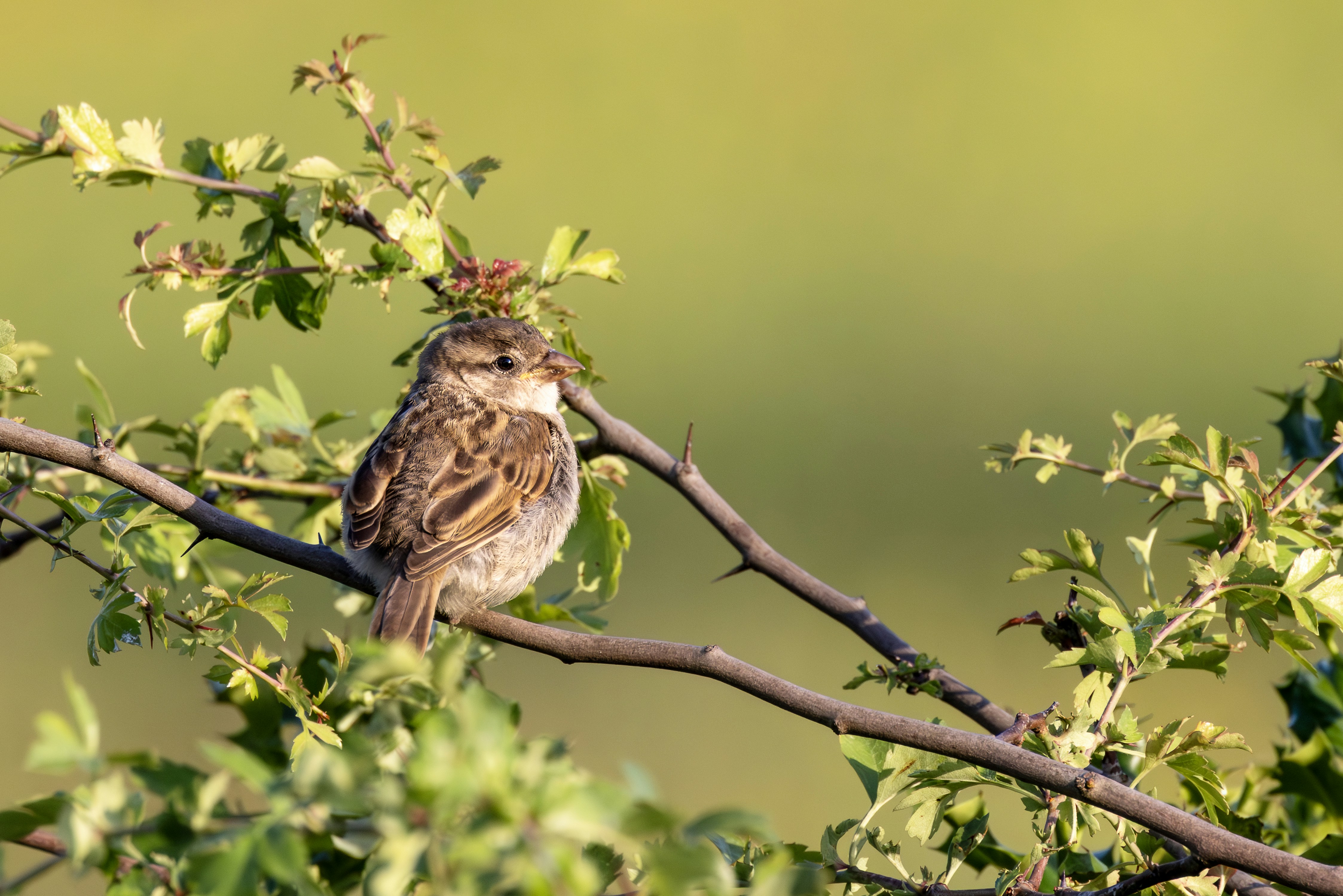 A brown sparrow rests on a thorny branch.