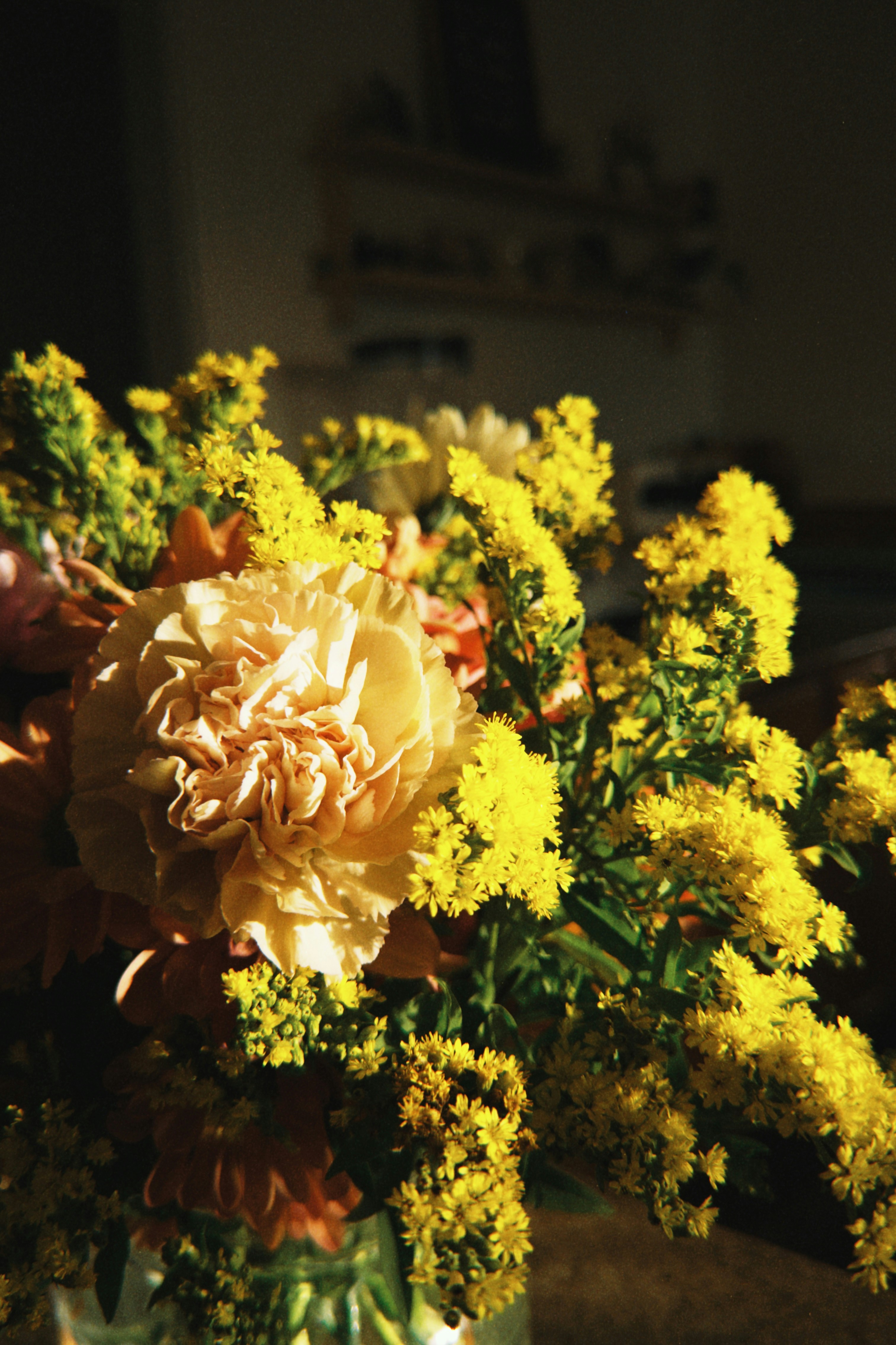 美しい黄色とクリーム色の花が暖かな日差しに包まれていた。