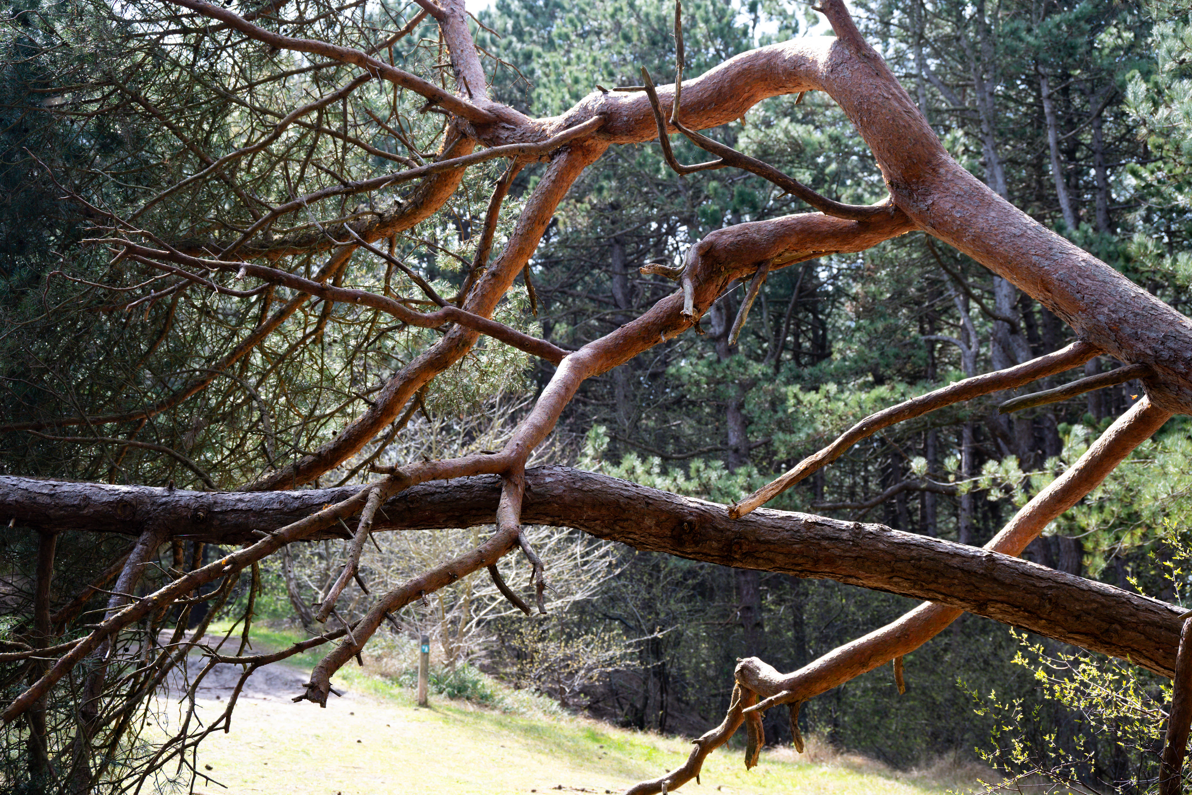 Yard Waste Removal in Zebulon, NC