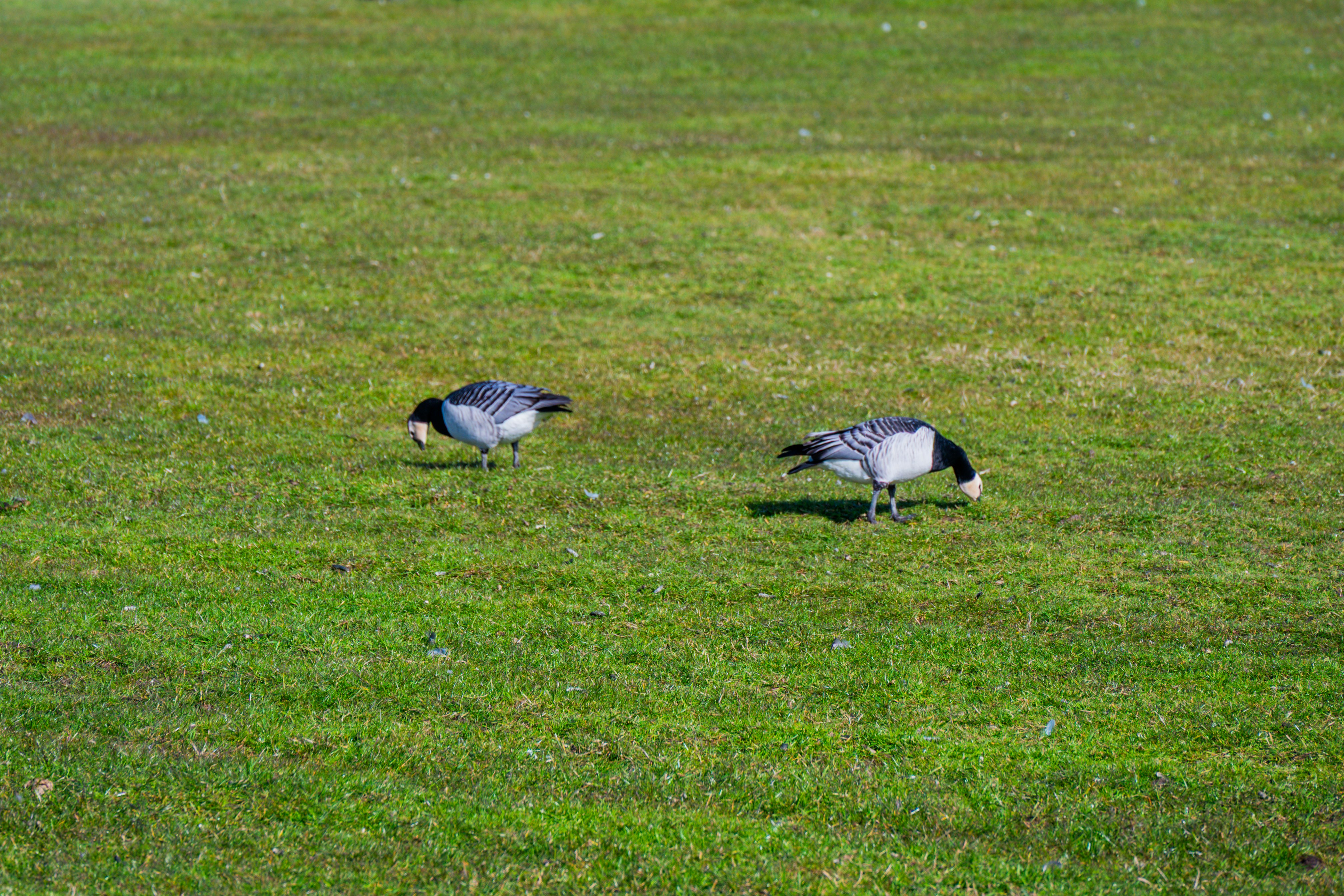 Two geese with white faces pecking in green grass