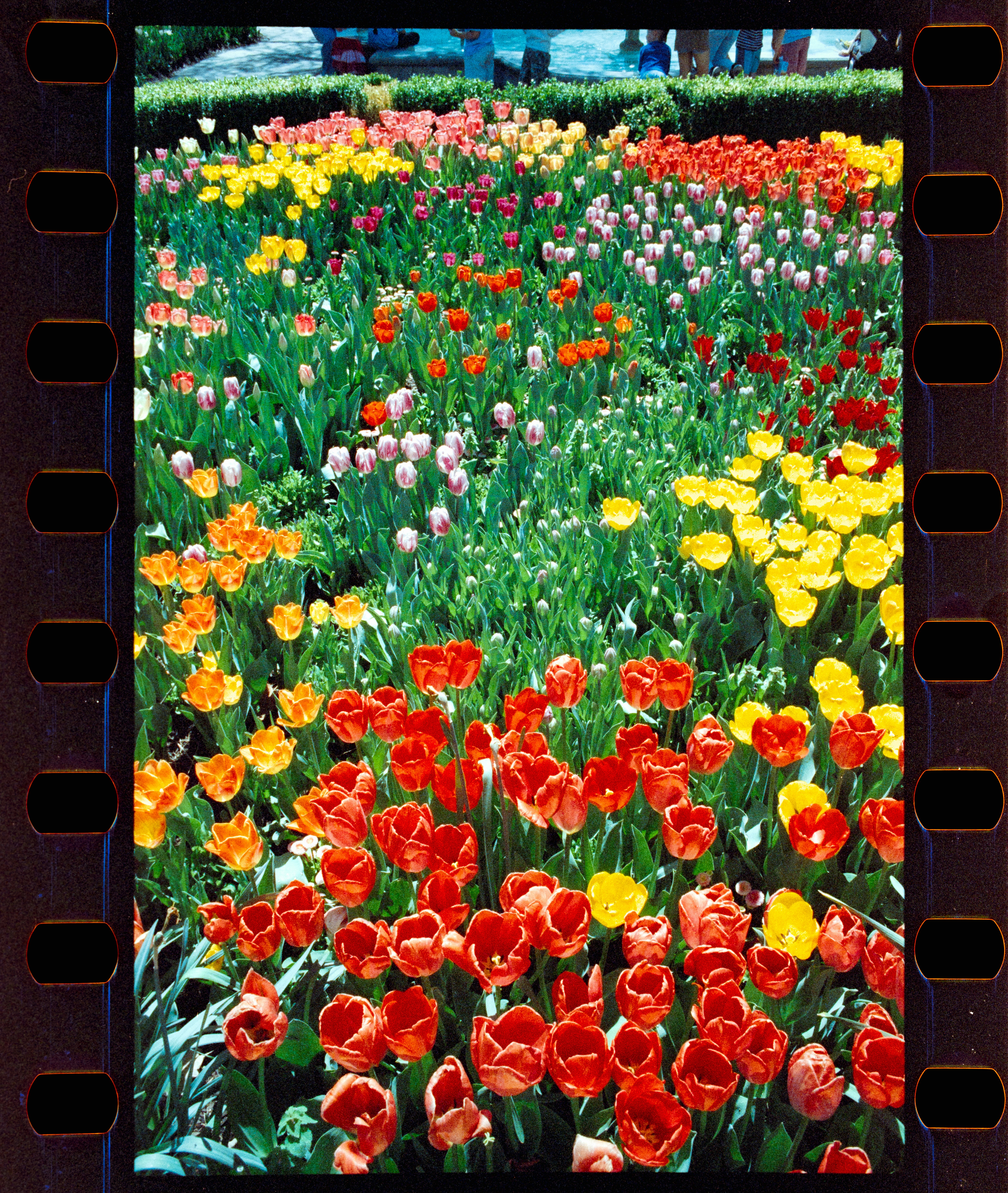 Um campo vibrante de tulipas coloridas em plena floração.