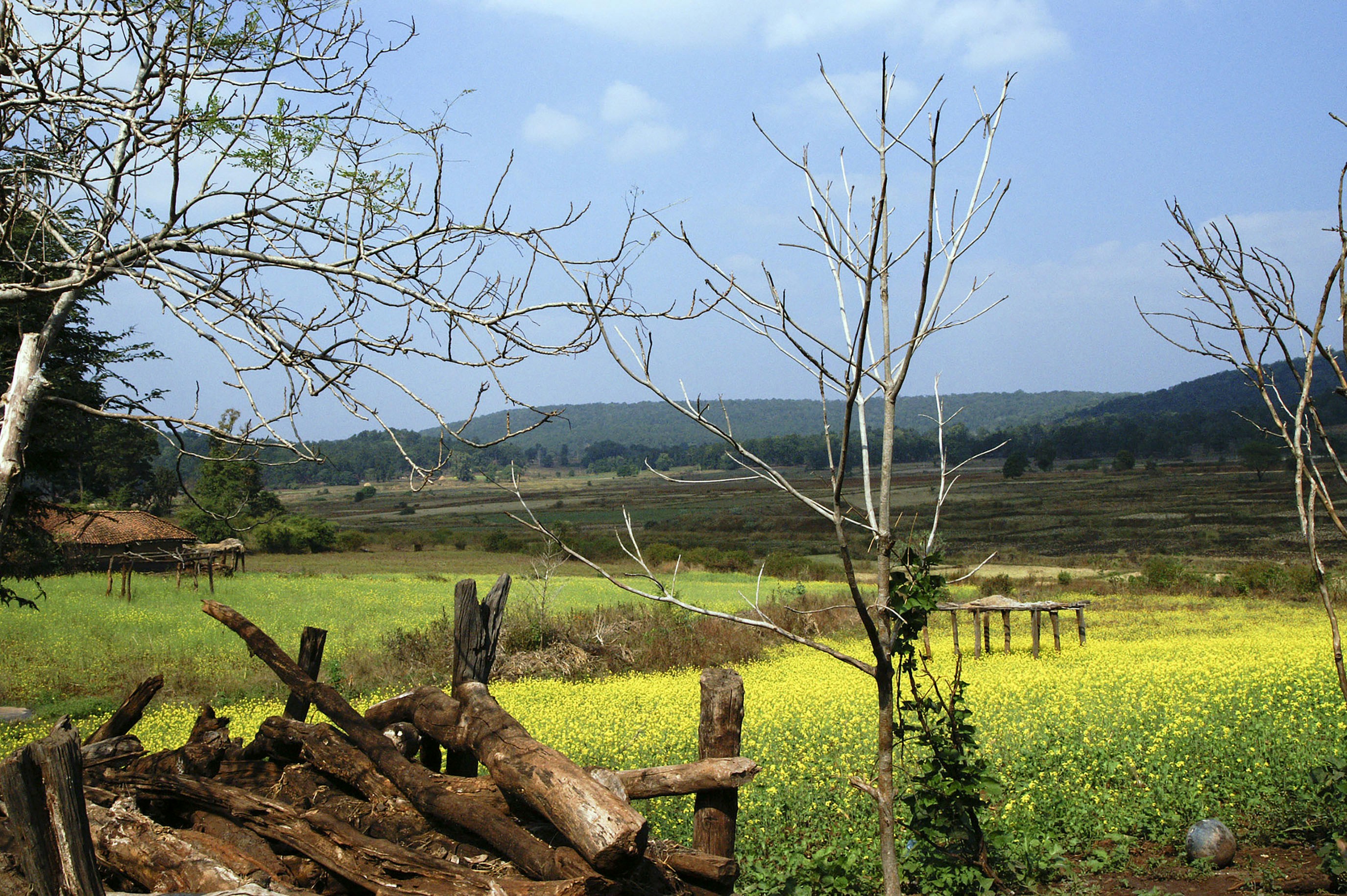 Lanskap pedesaan dengan ladang kuning, kayu tua, dan perbukitan yang jauh.