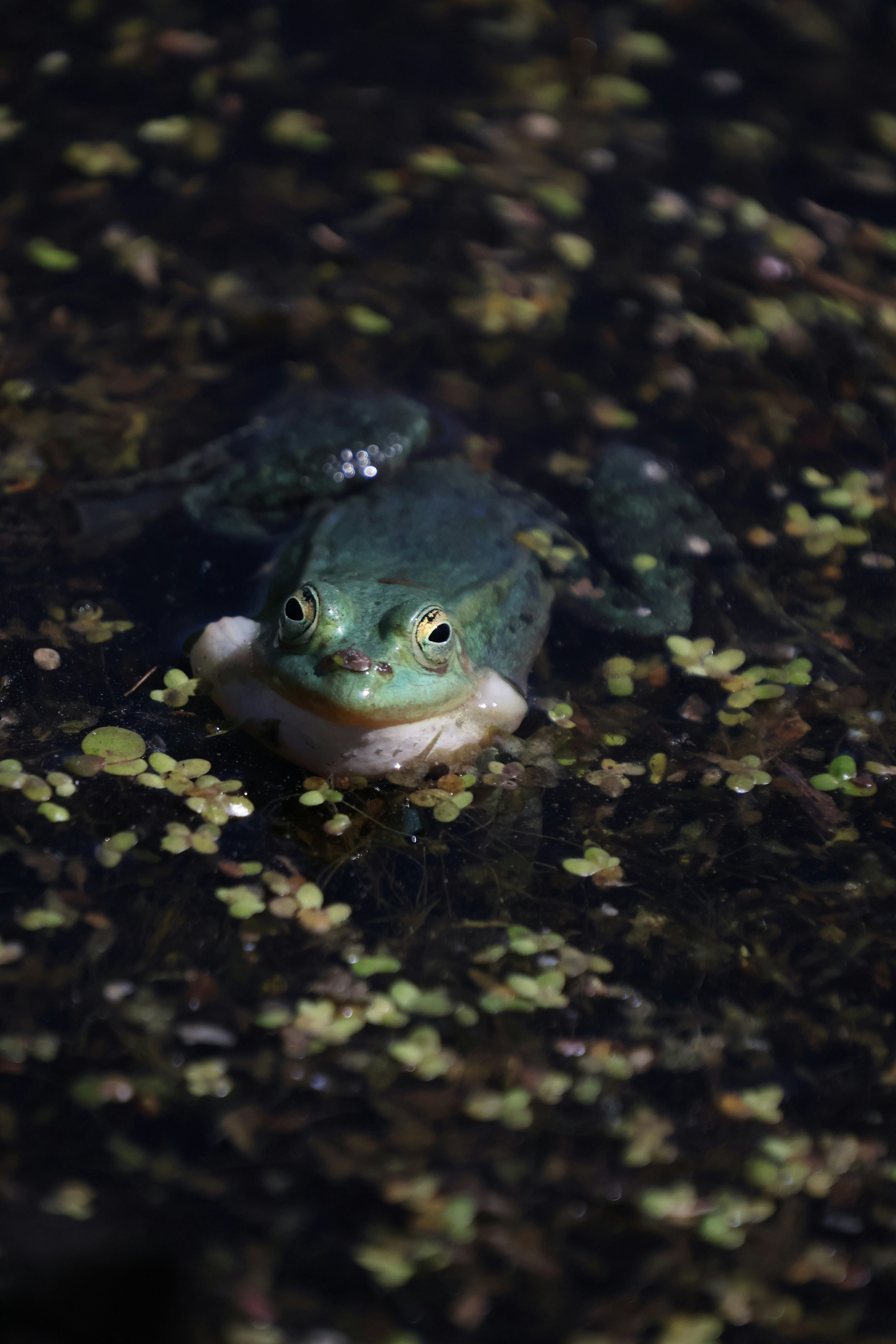 Photo by forestplants
