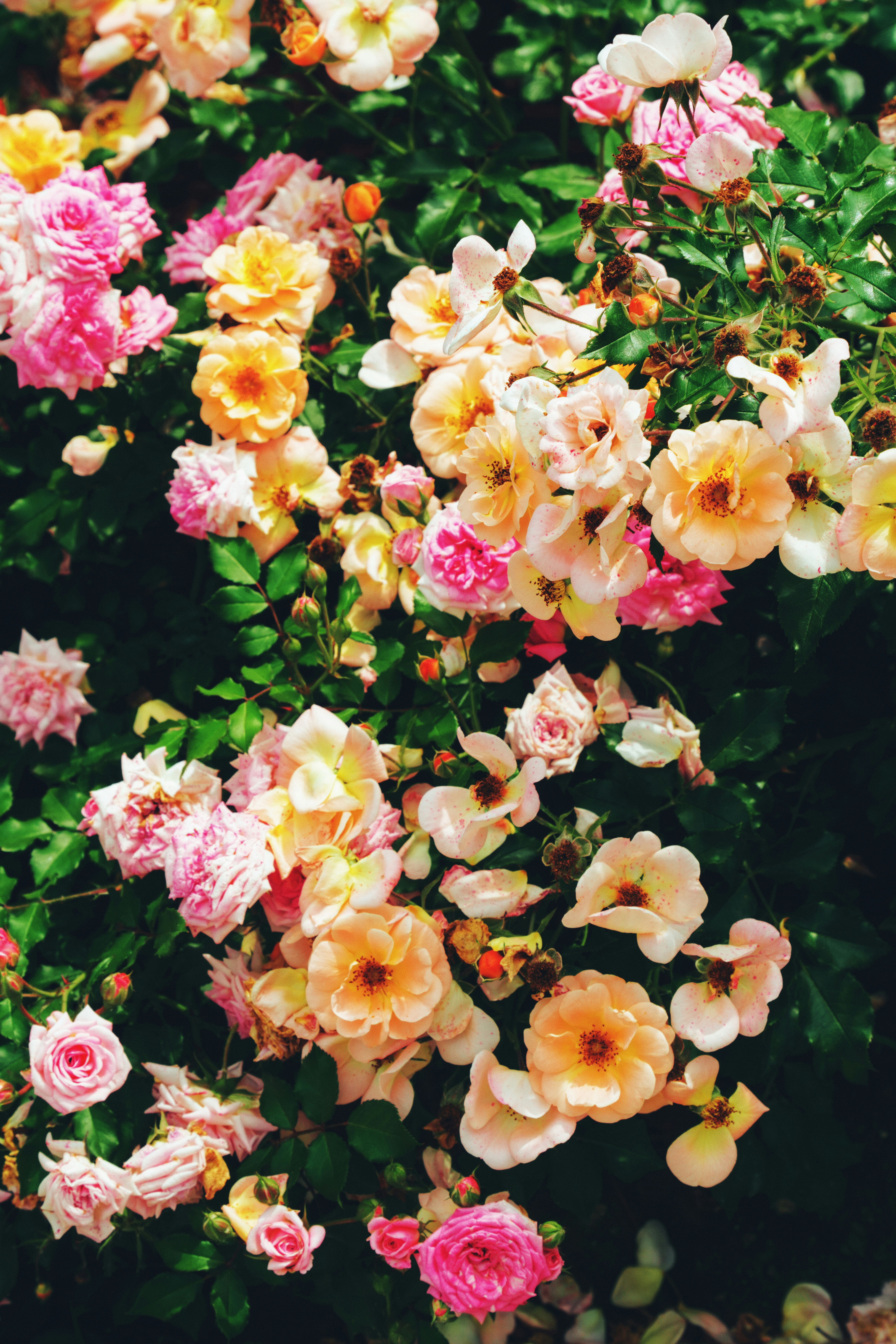 A vibrant bush filled with pink, orange, and white roses. - 相关推荐