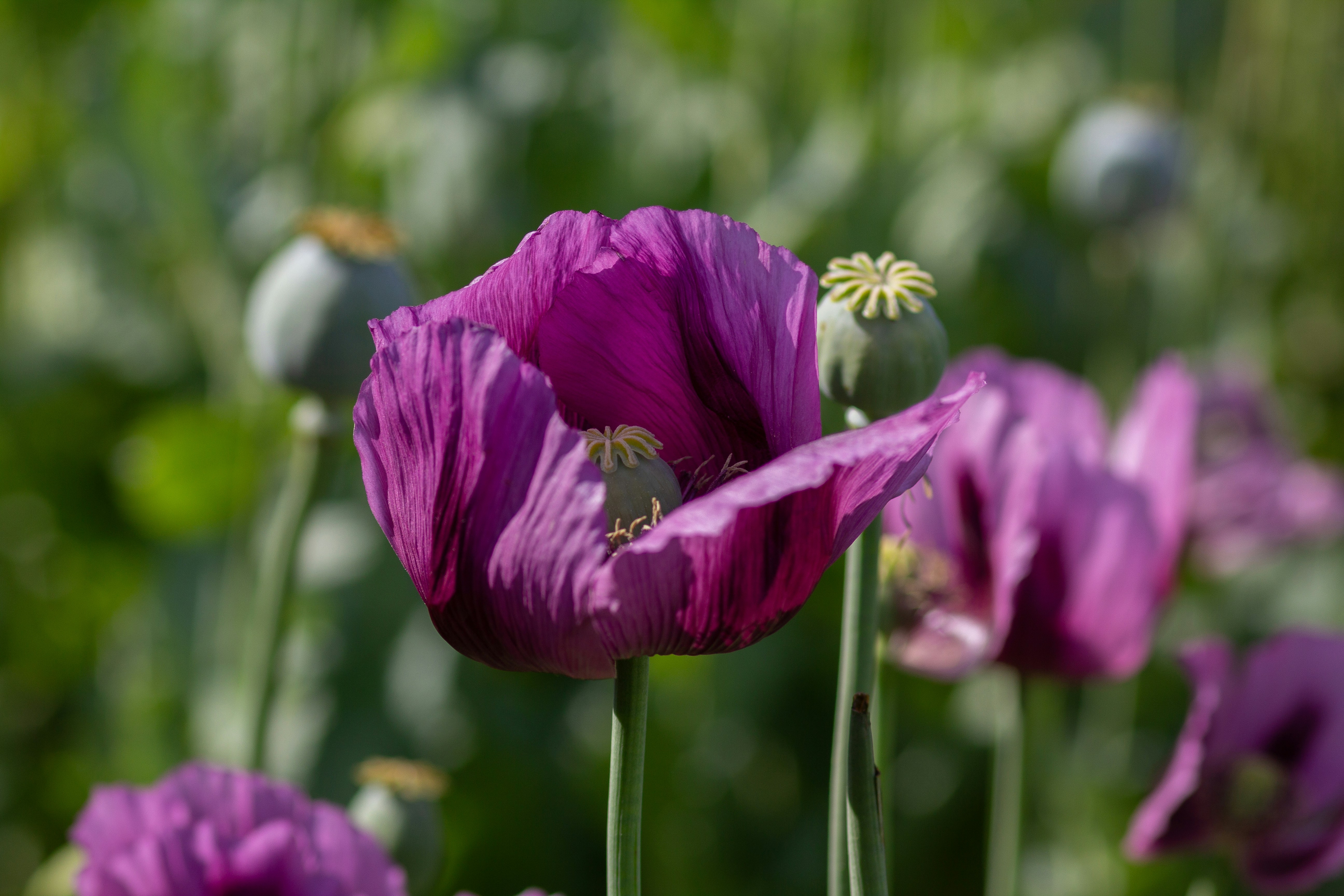 Fiore di papavero viola con baccelli di semi in un campo verde.