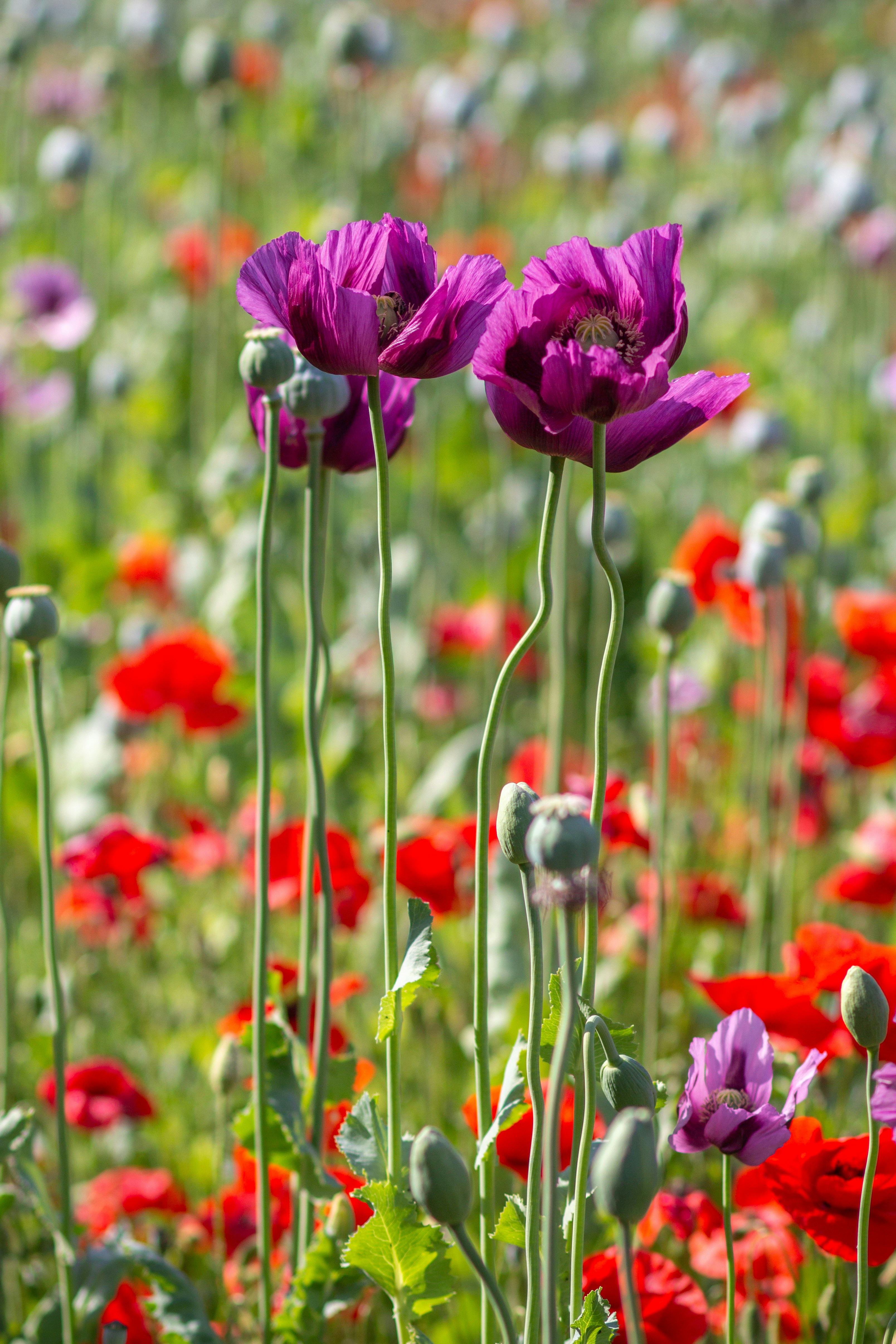 Un campo vibrante di papaveri viola e rossi in fiore.