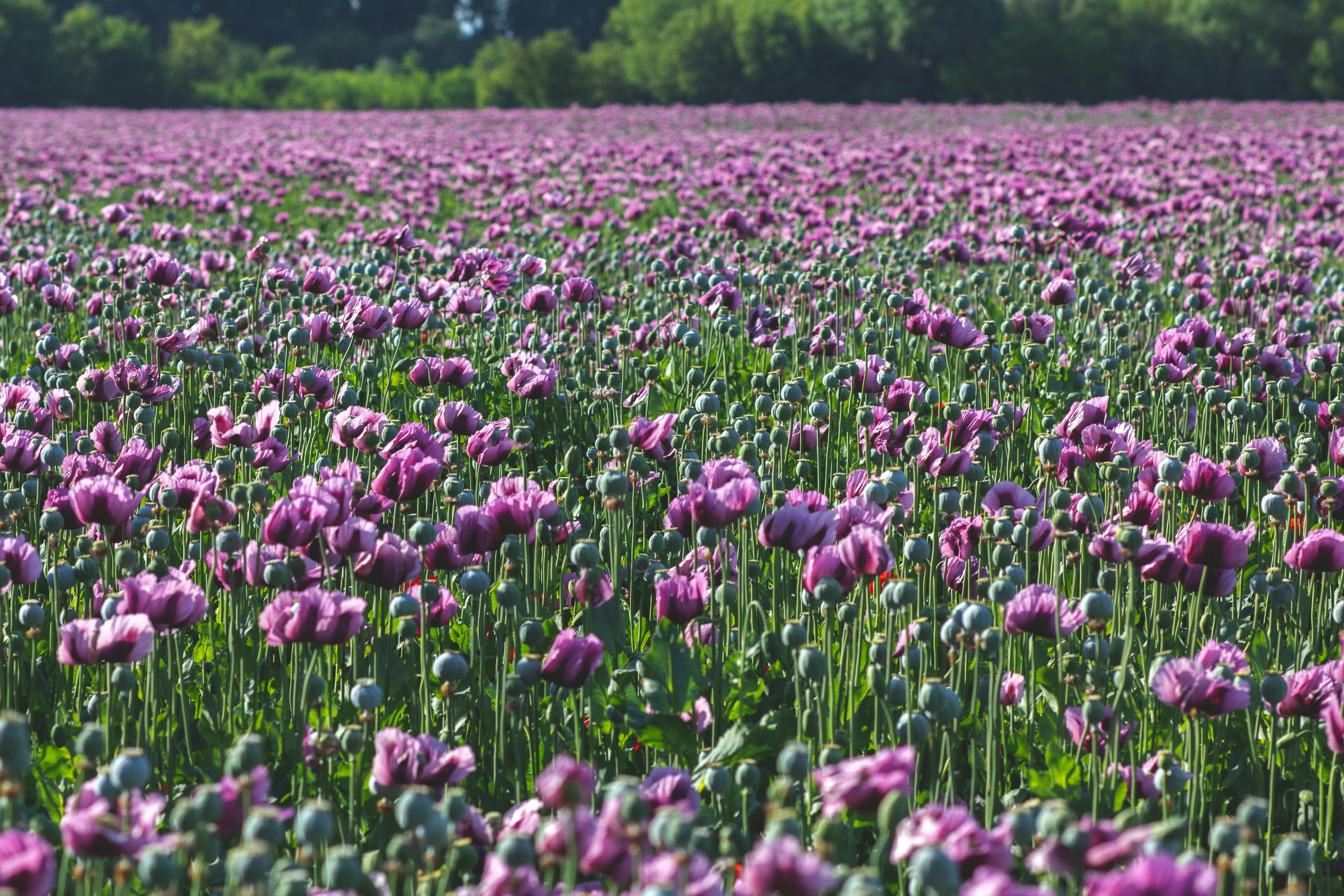 Un campo di vivaci fiori di papavero viola.