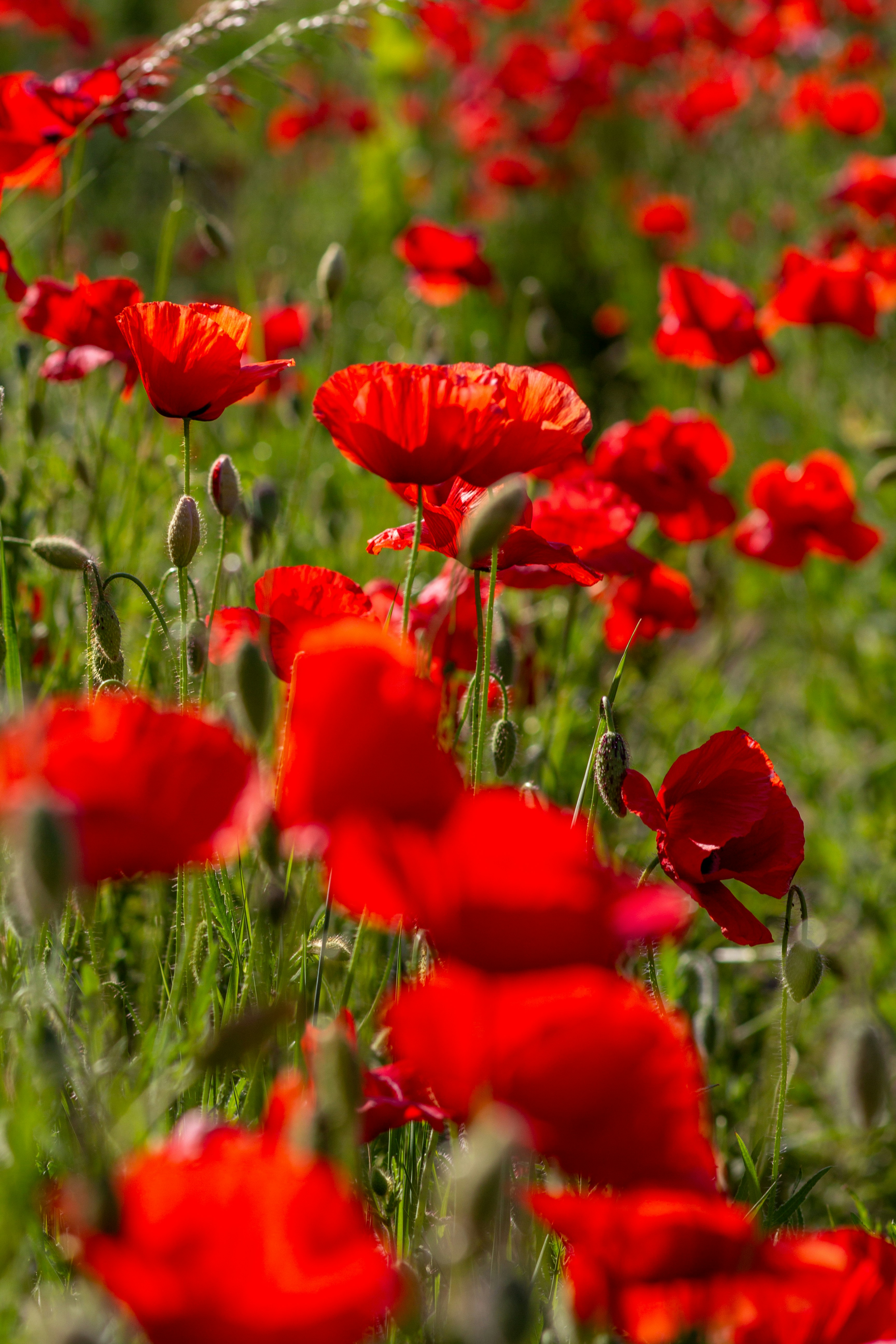 Photo by venczakjanos