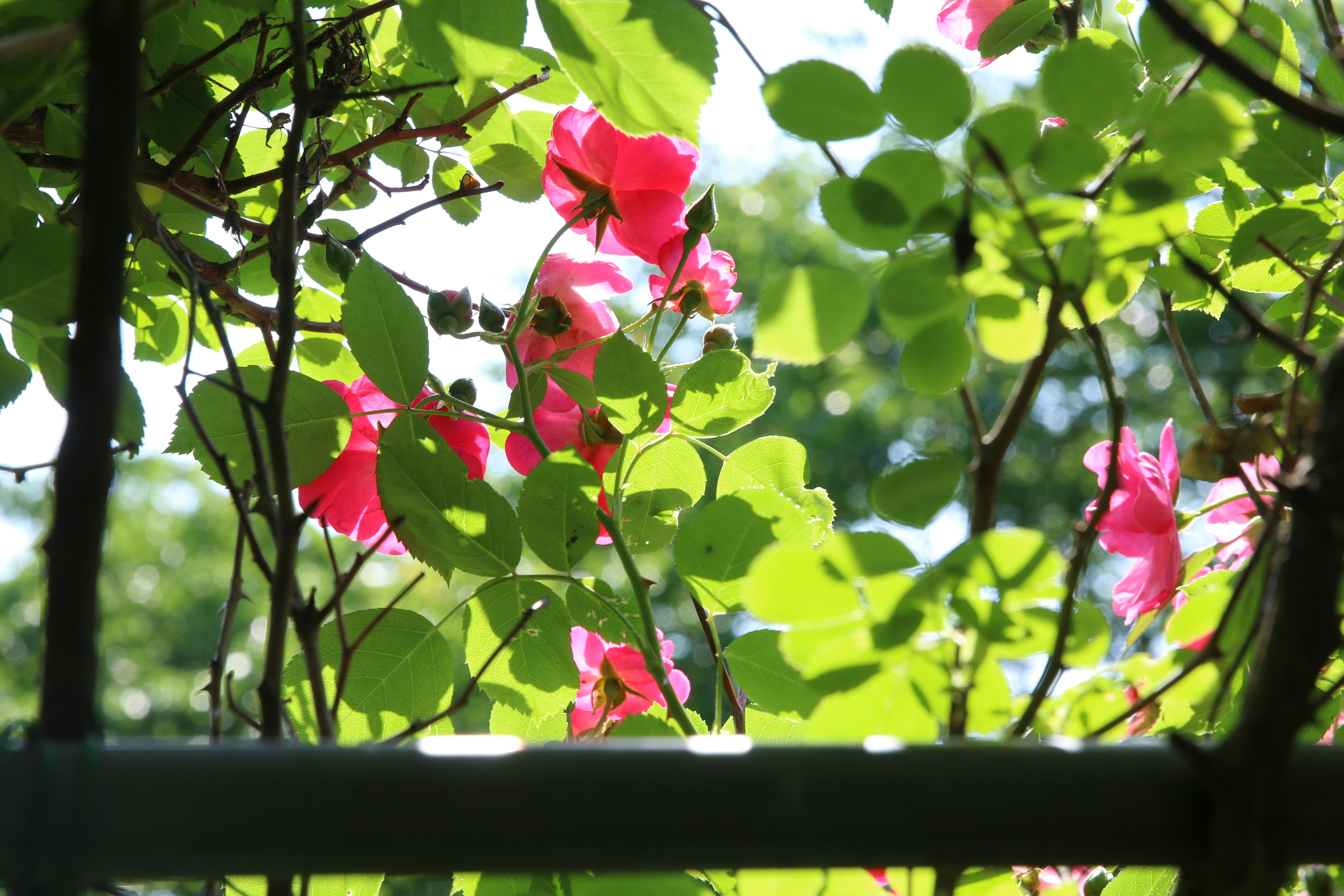 Photo by chulho