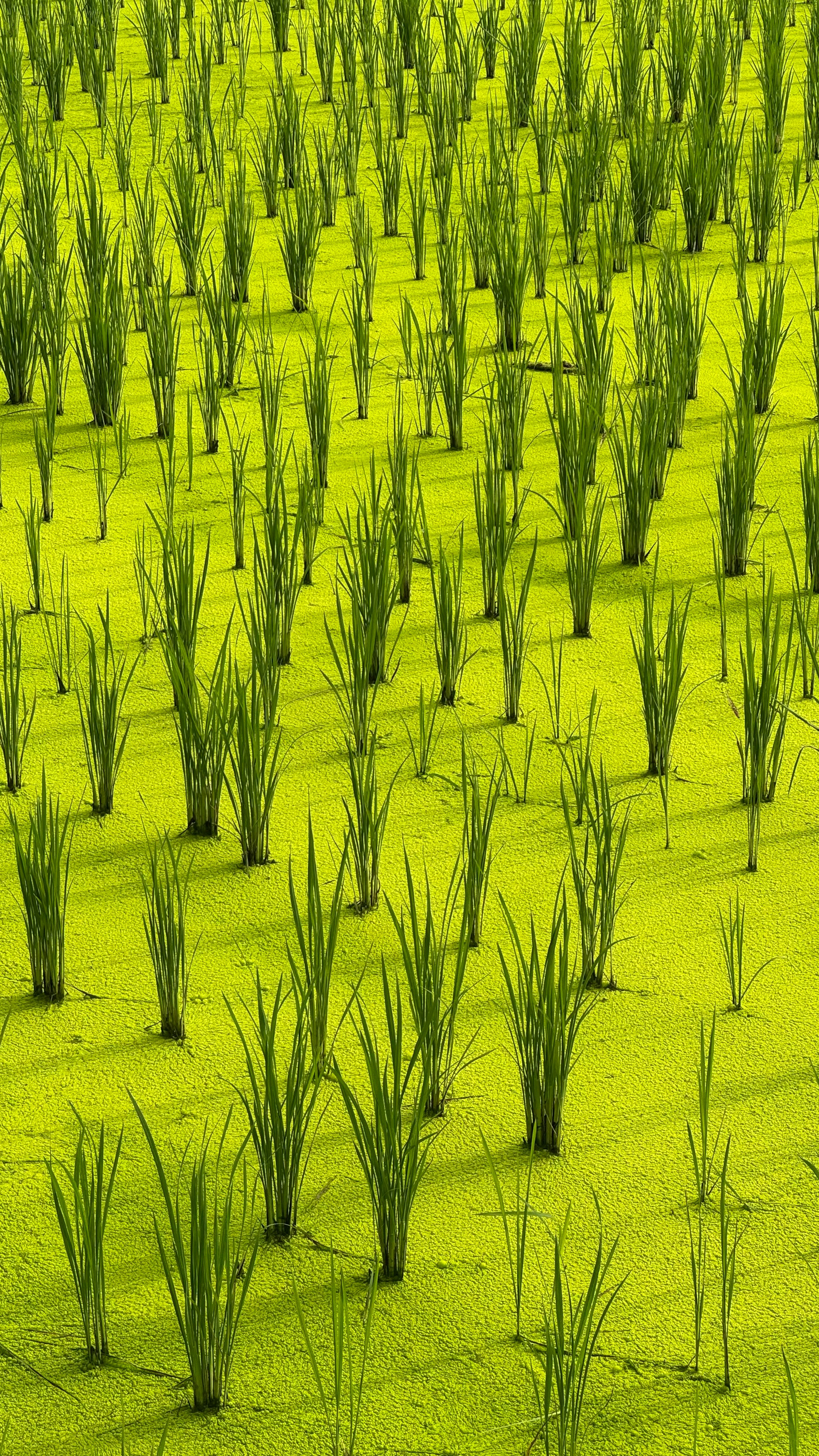 Farm