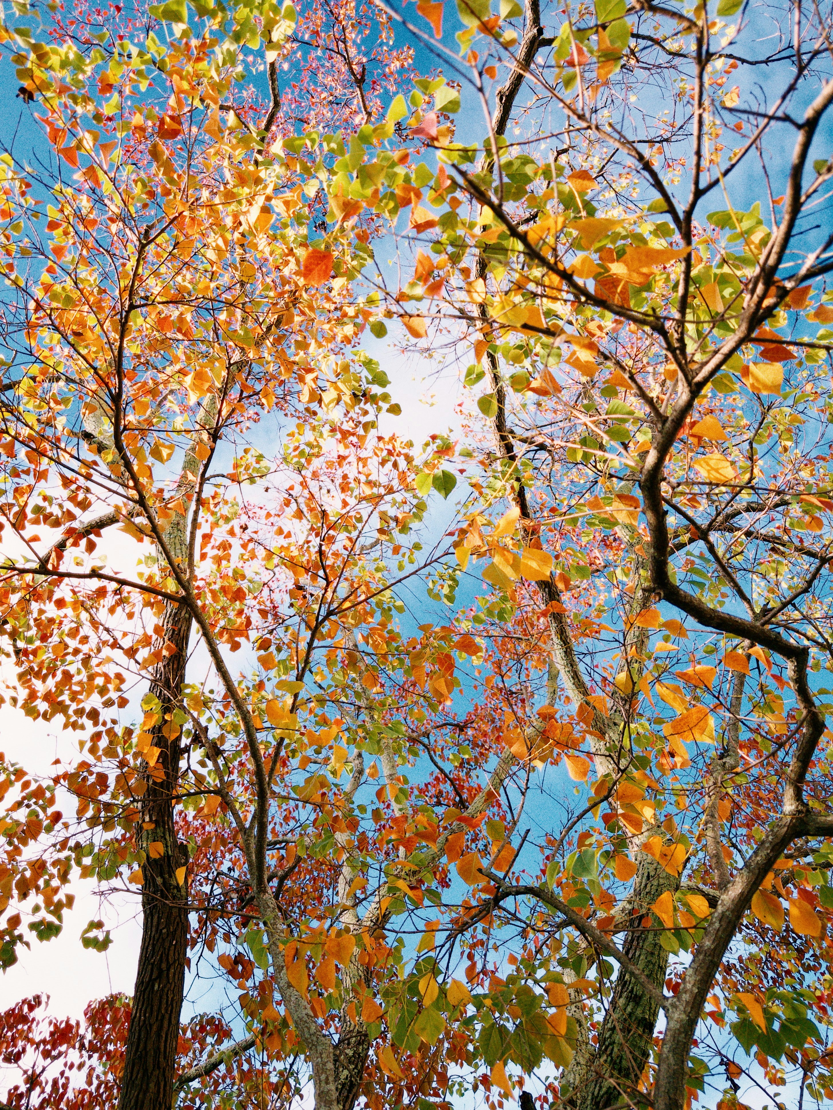 Colorful autumn leaves against a bright blue sky.